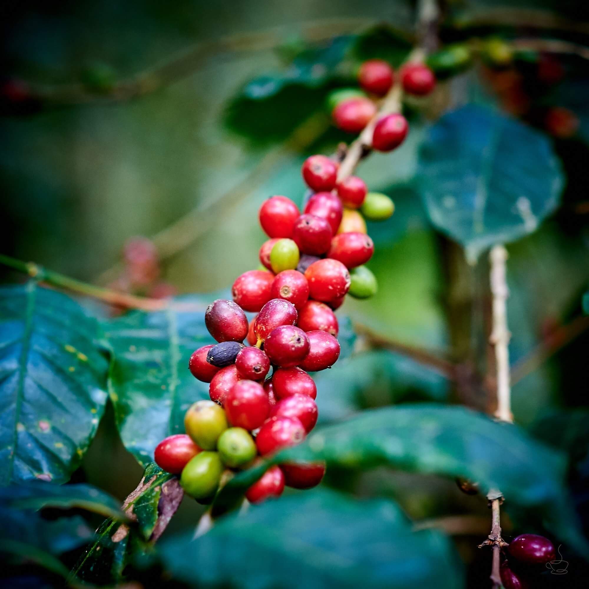 Honduran coffee farmer among coffee plants