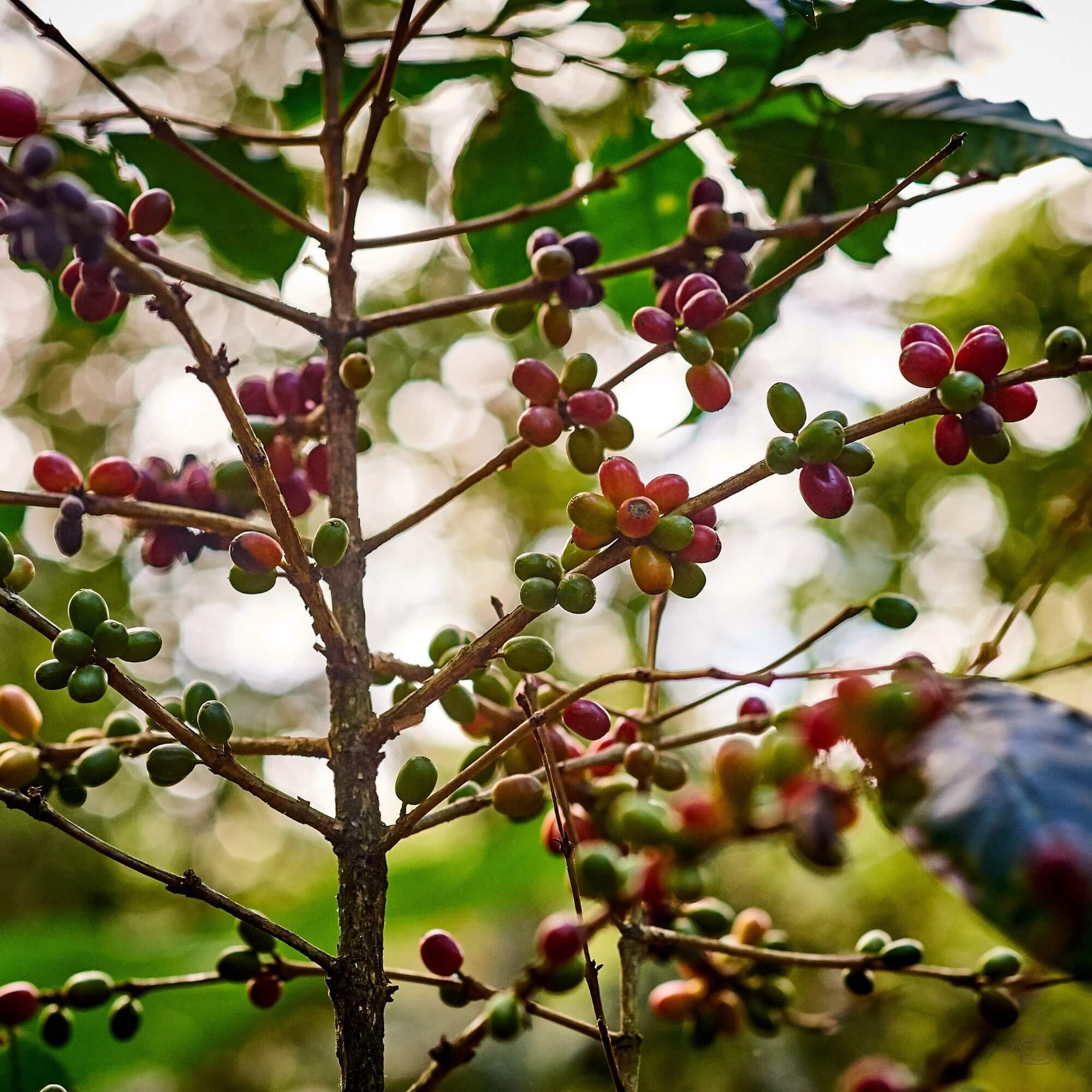 Coffee farms in Marcala region, Honduras