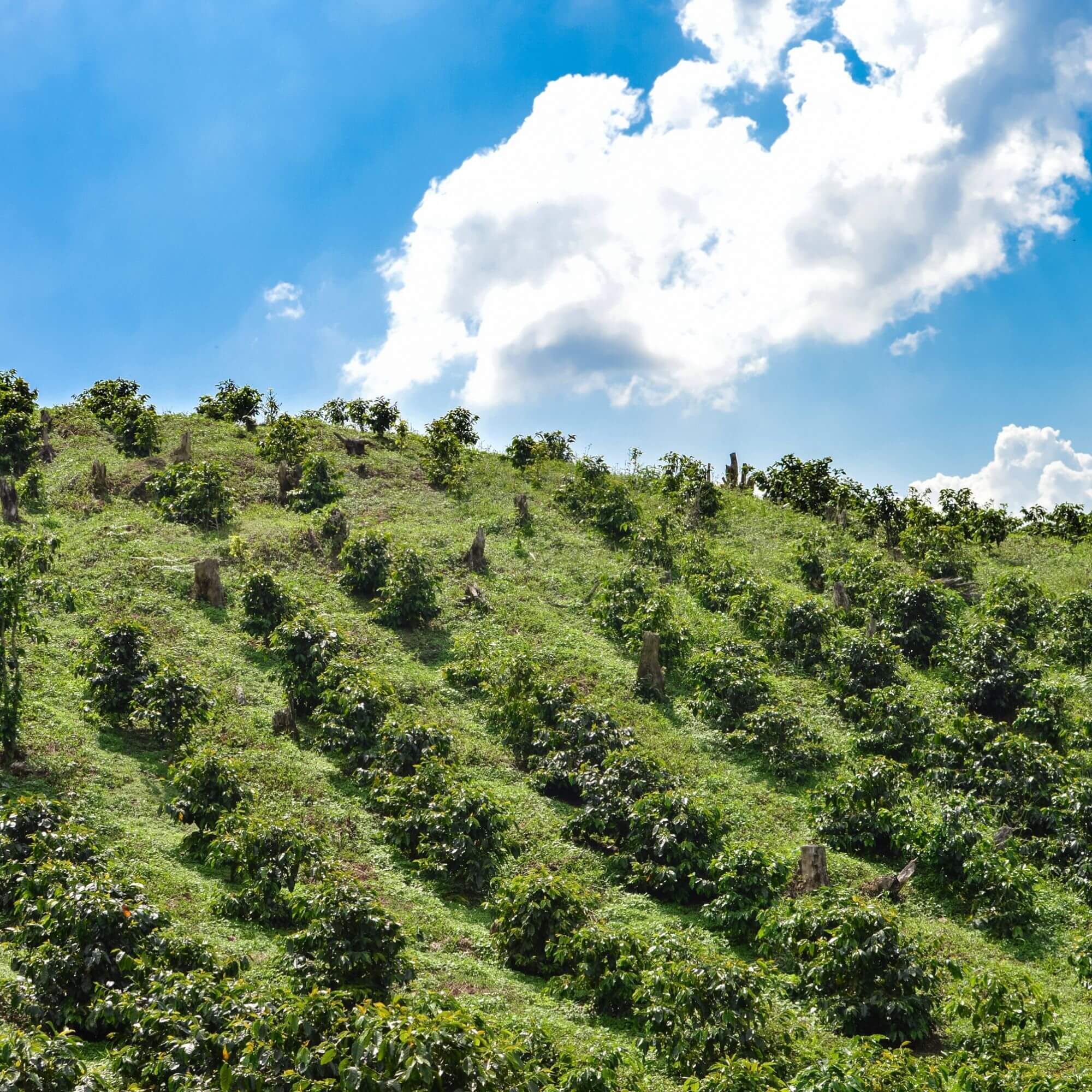Mountainous coffee landscape in Honduras