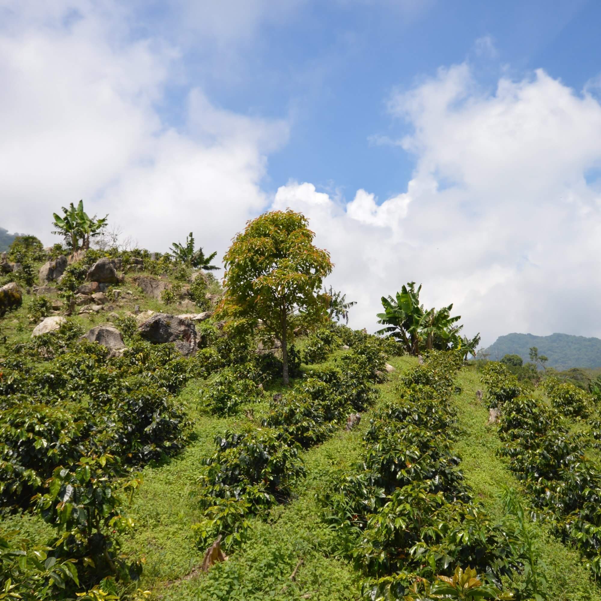 Honduran coffee farm in the mountains with misty morning light