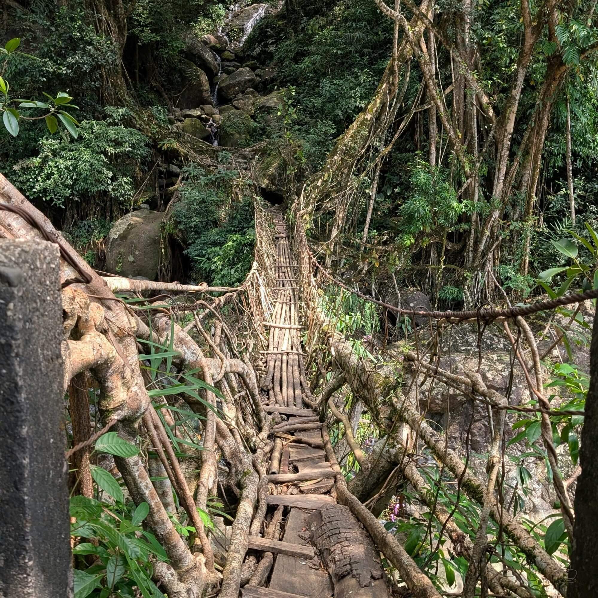 Coffee drying on patios or raised beds in India