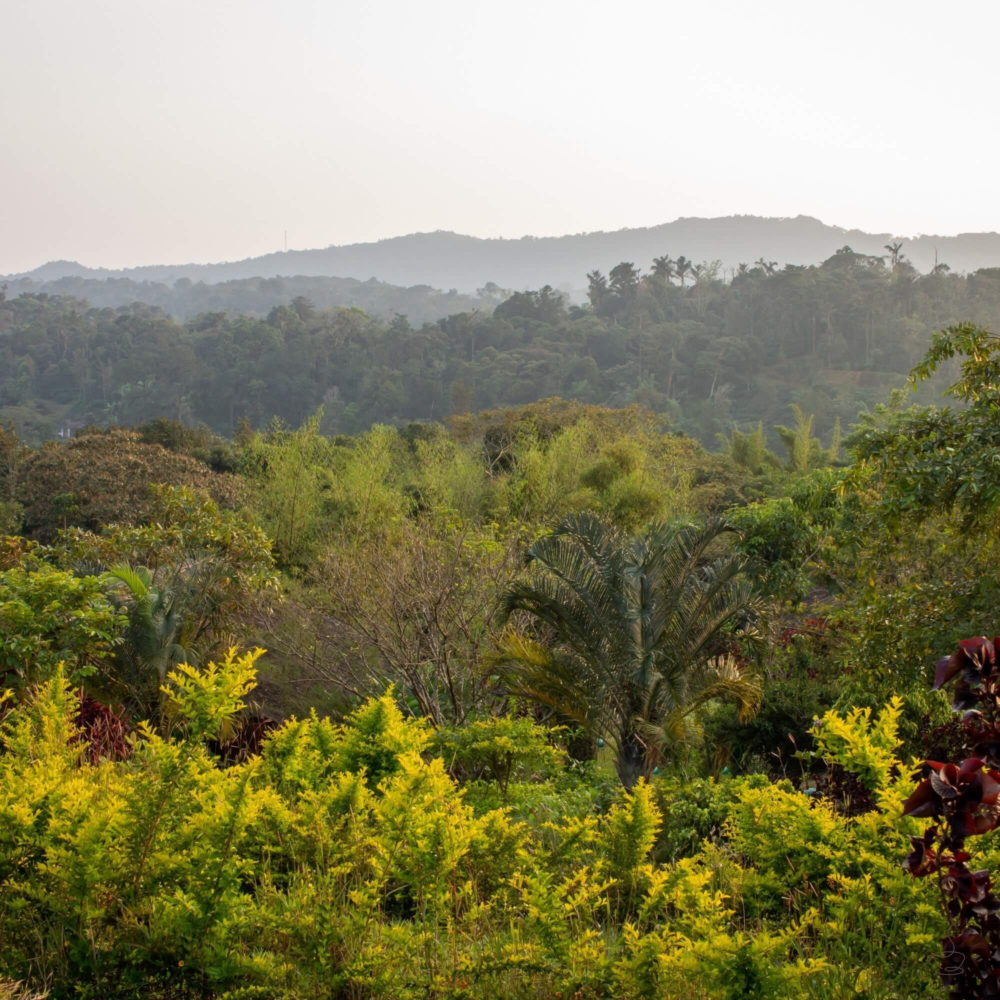 Shaded coffee and trees in Coorg