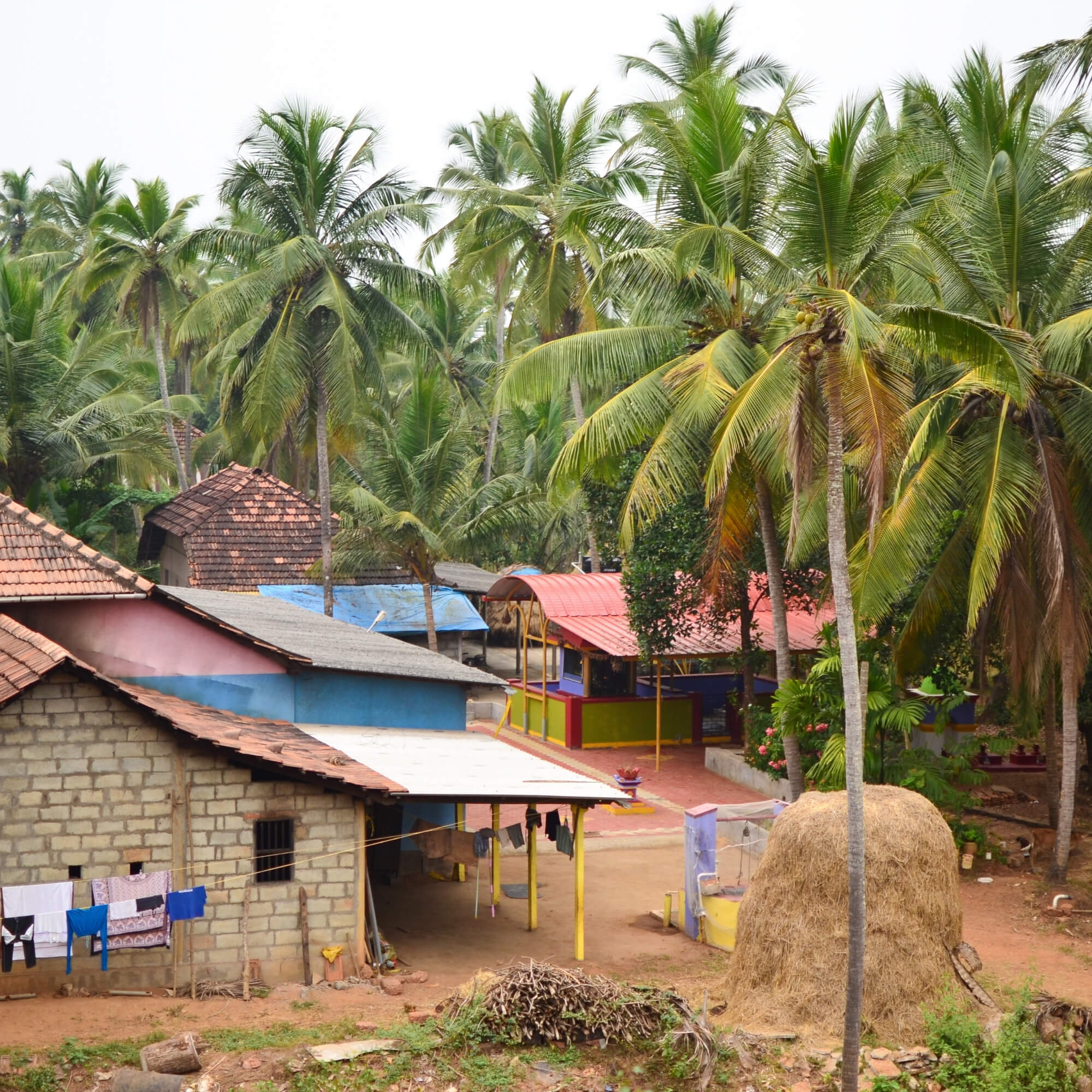 Indian coffee producer standing among coffee trees