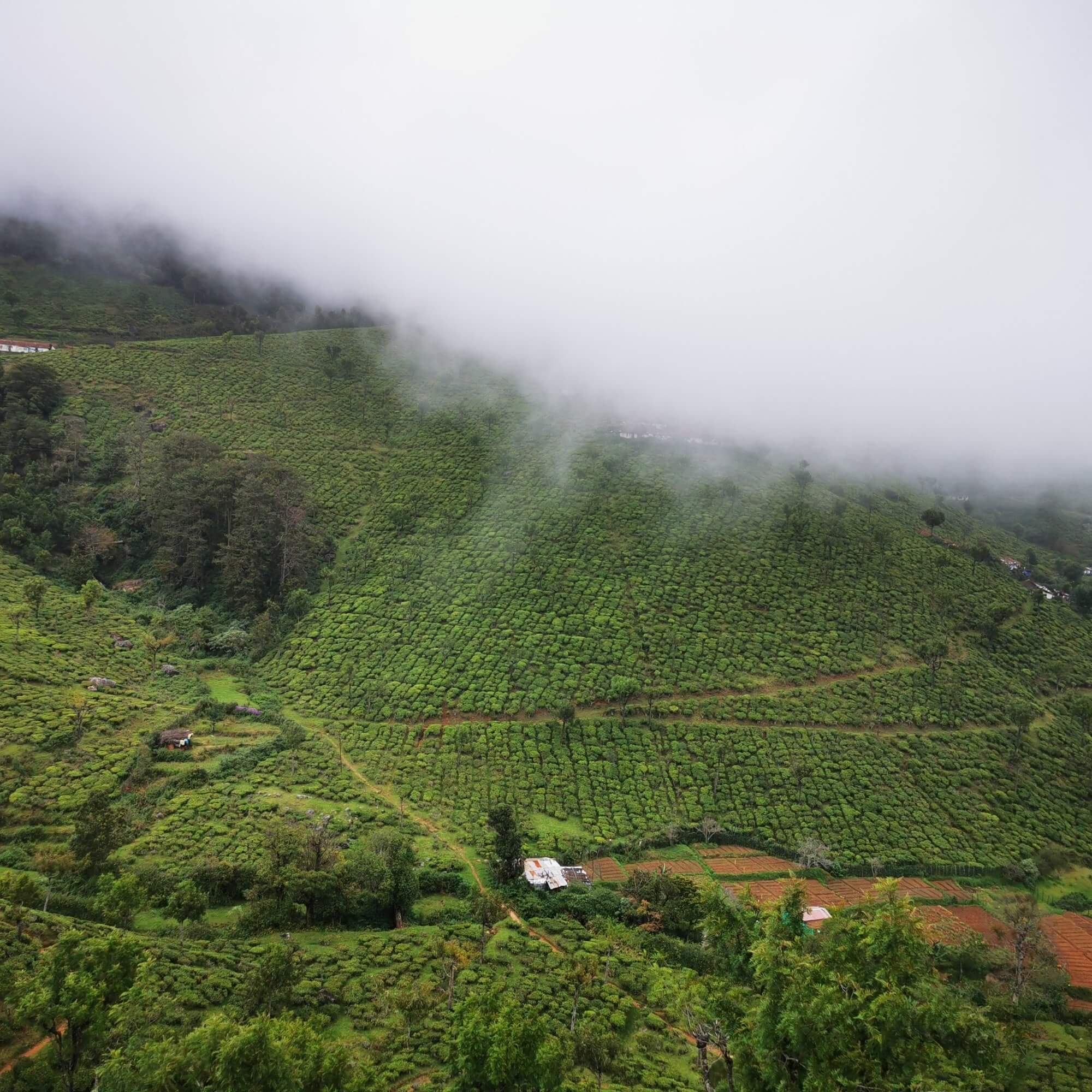 Highland coffee landscapes in South India