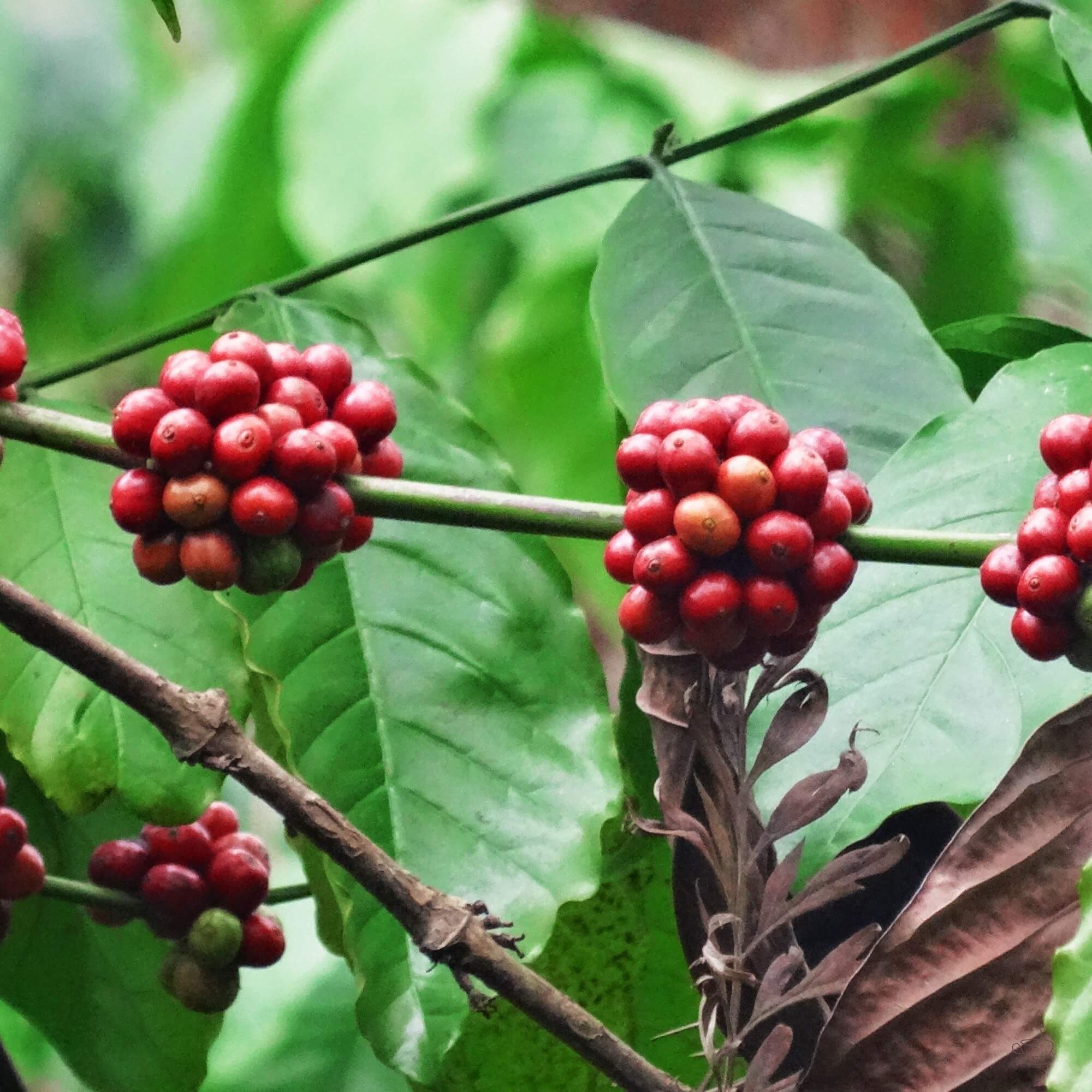 Robusta trees and workers in India