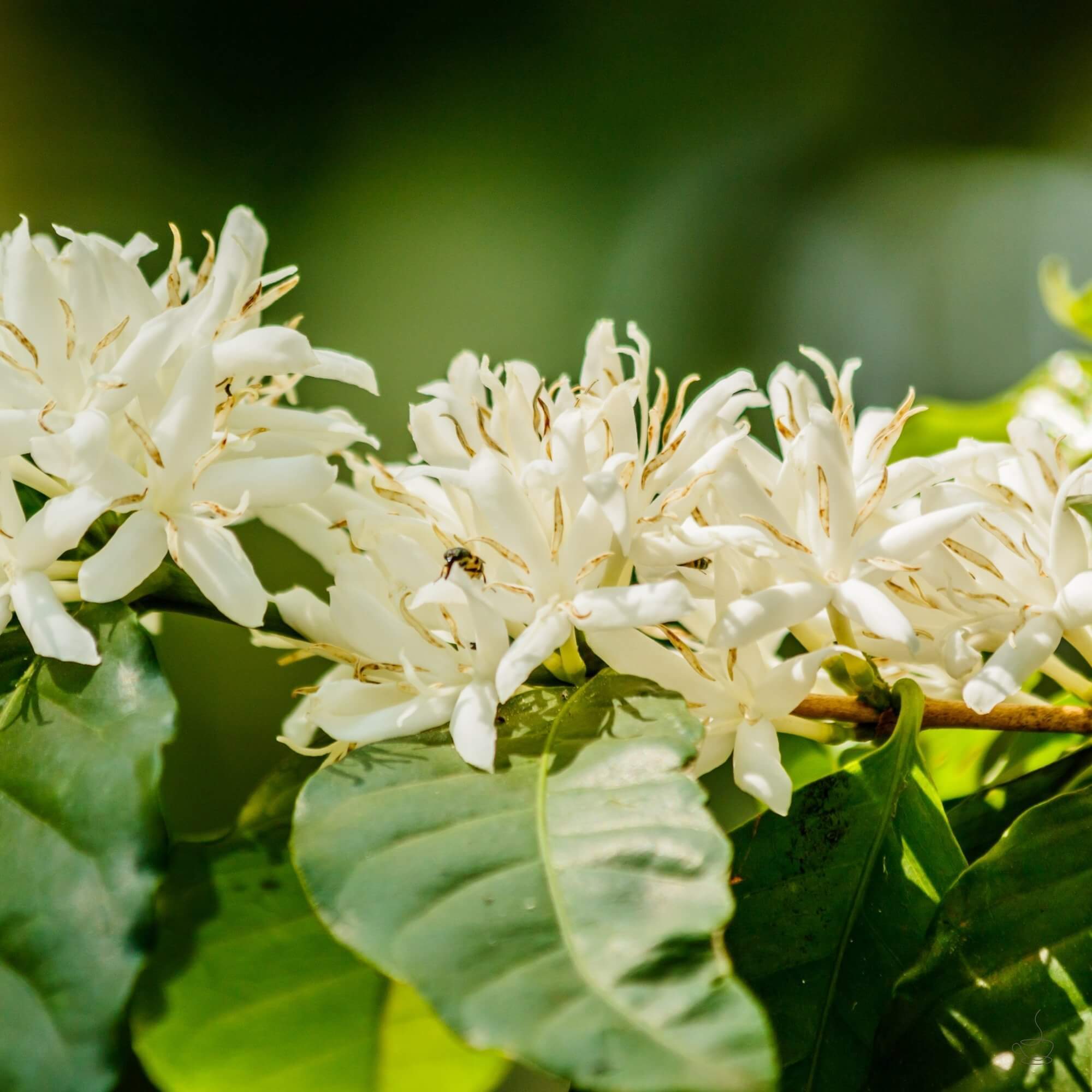Ripe coffee cherries on Indian farm