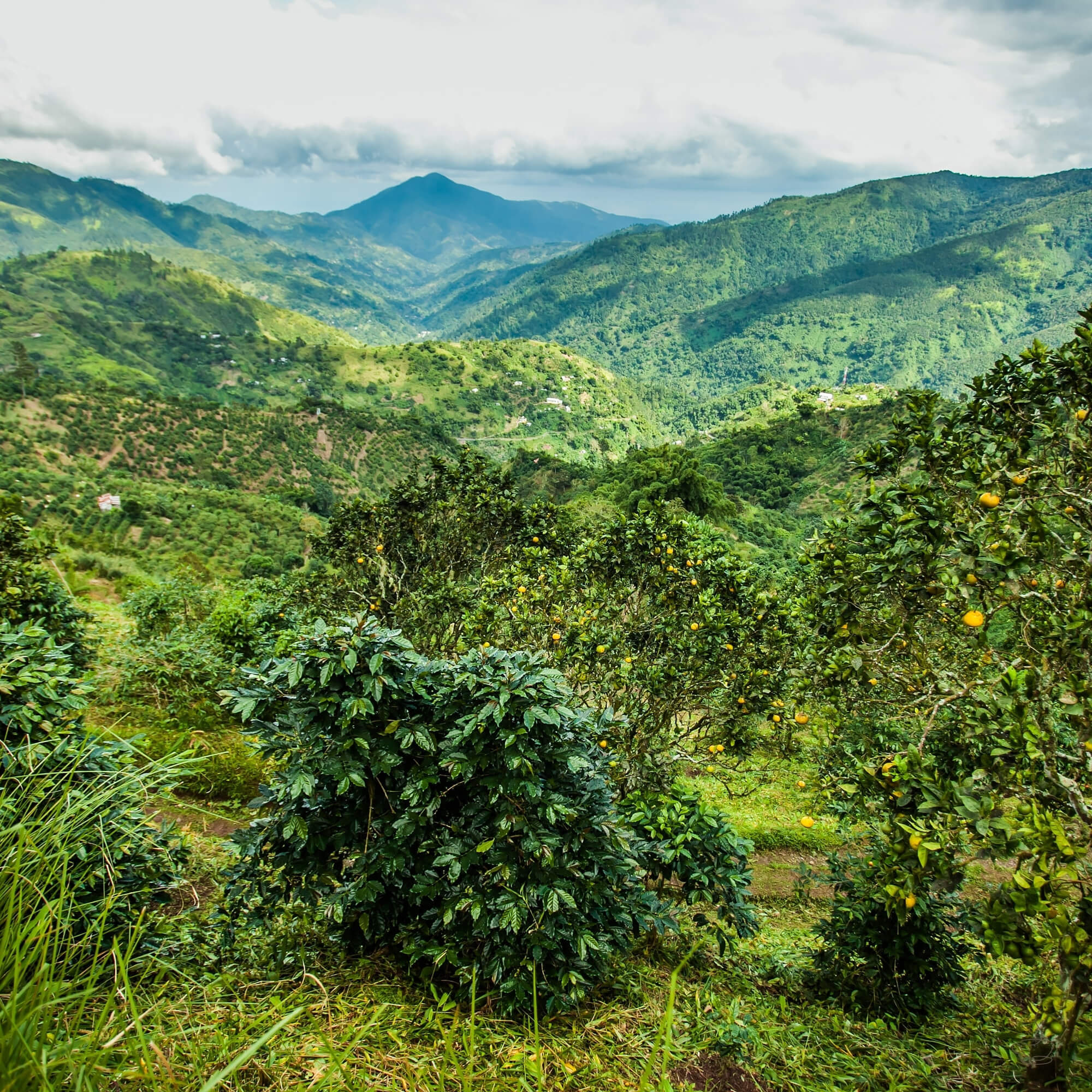Jamaican Blue Mountain style coffee estate on green slopes
