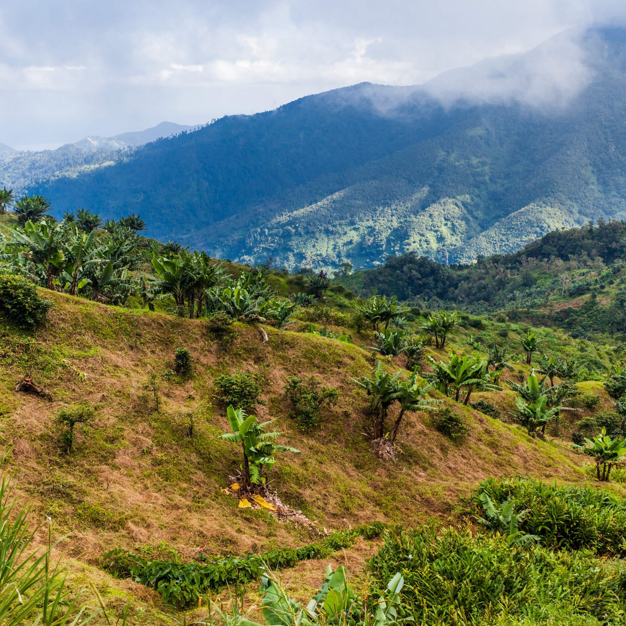 Highland coffee landscape outside core Blue Mountain zone