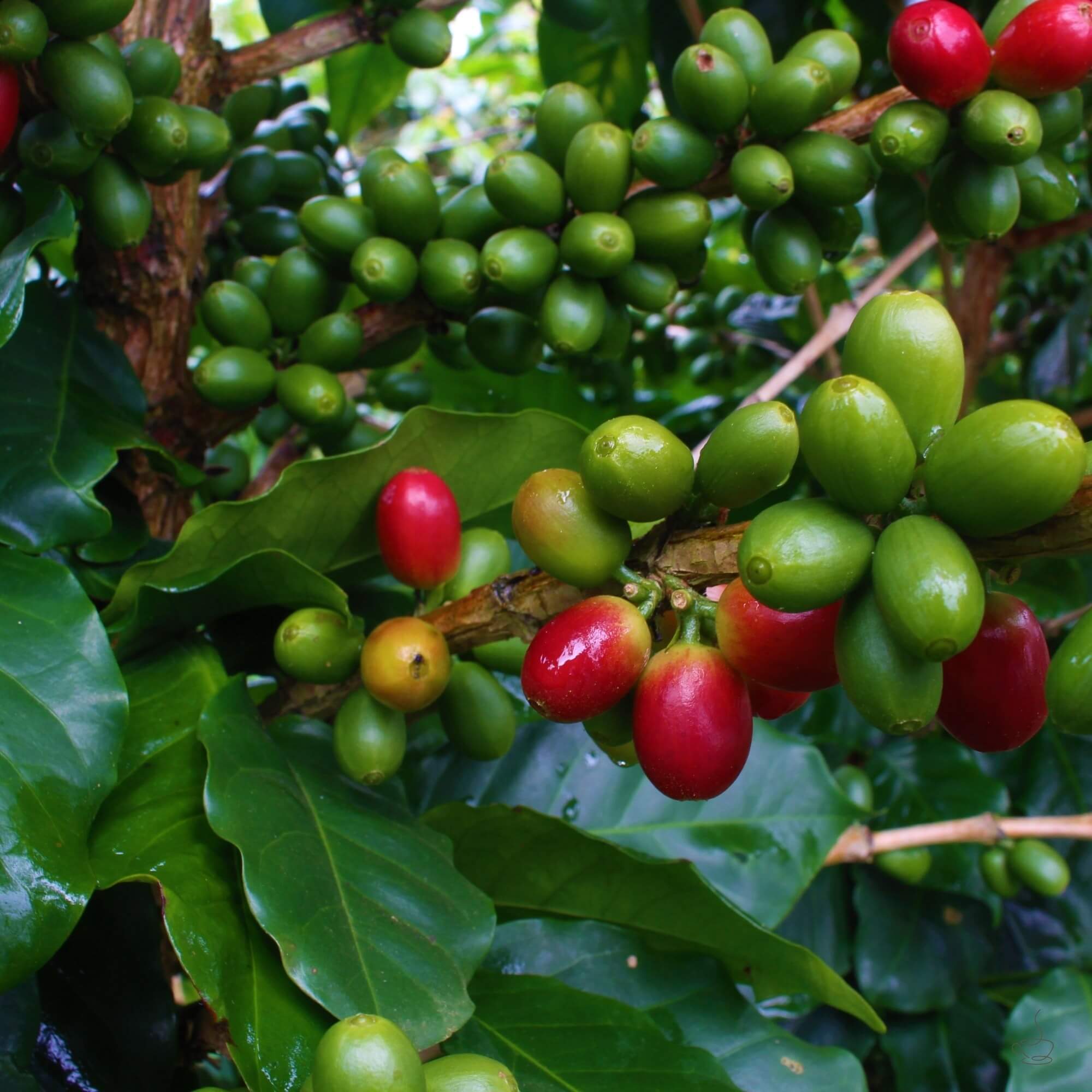 Jamaican coffee farm with shade trees and mist