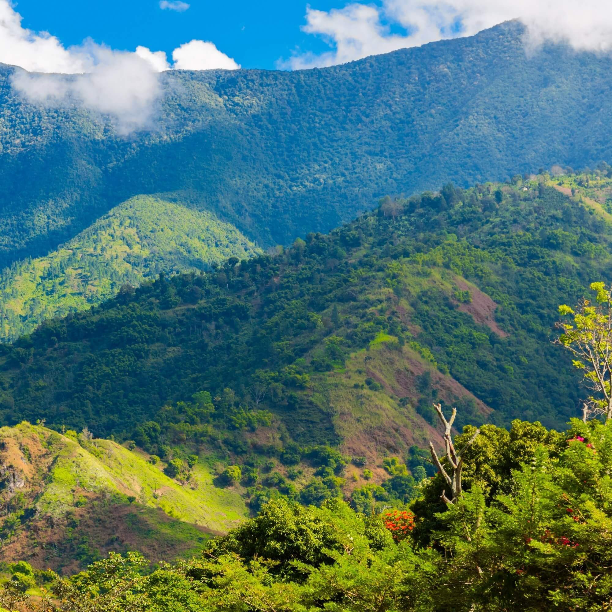 Jamaica Blue Mountains