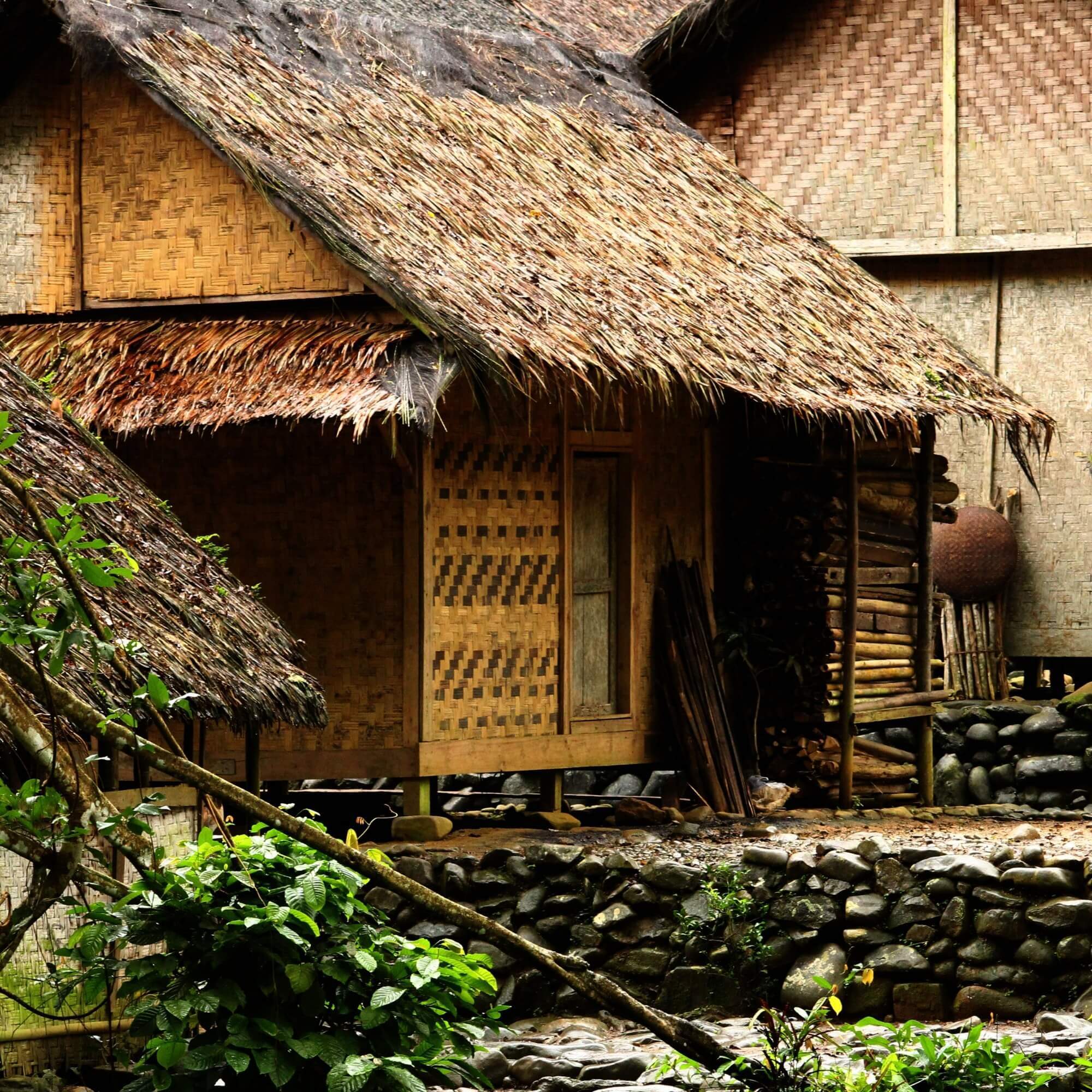 Ripe coffee cherries being picked in Java