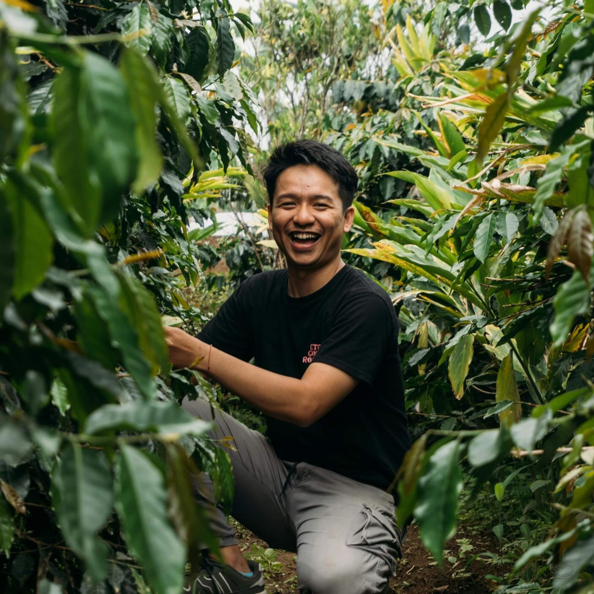 Coffee trees on volcanic slopes in Java