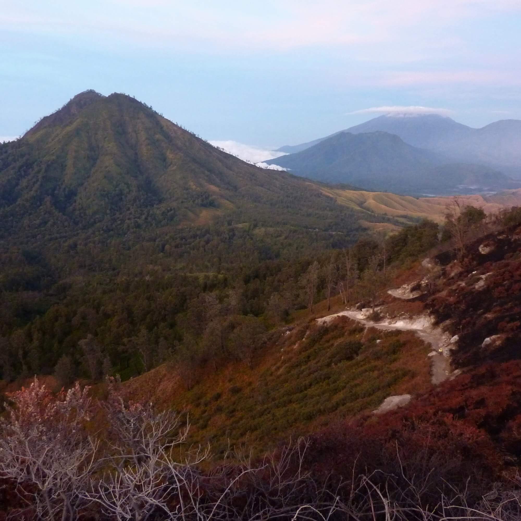 Java coffee estate on the Ijen Plateau