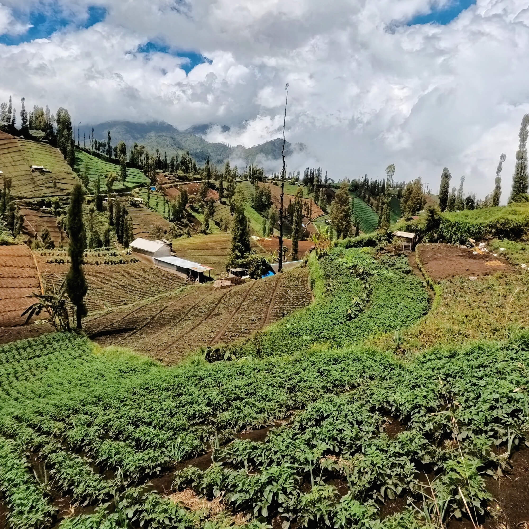 Raised beds and experimental coffee processing in Java
