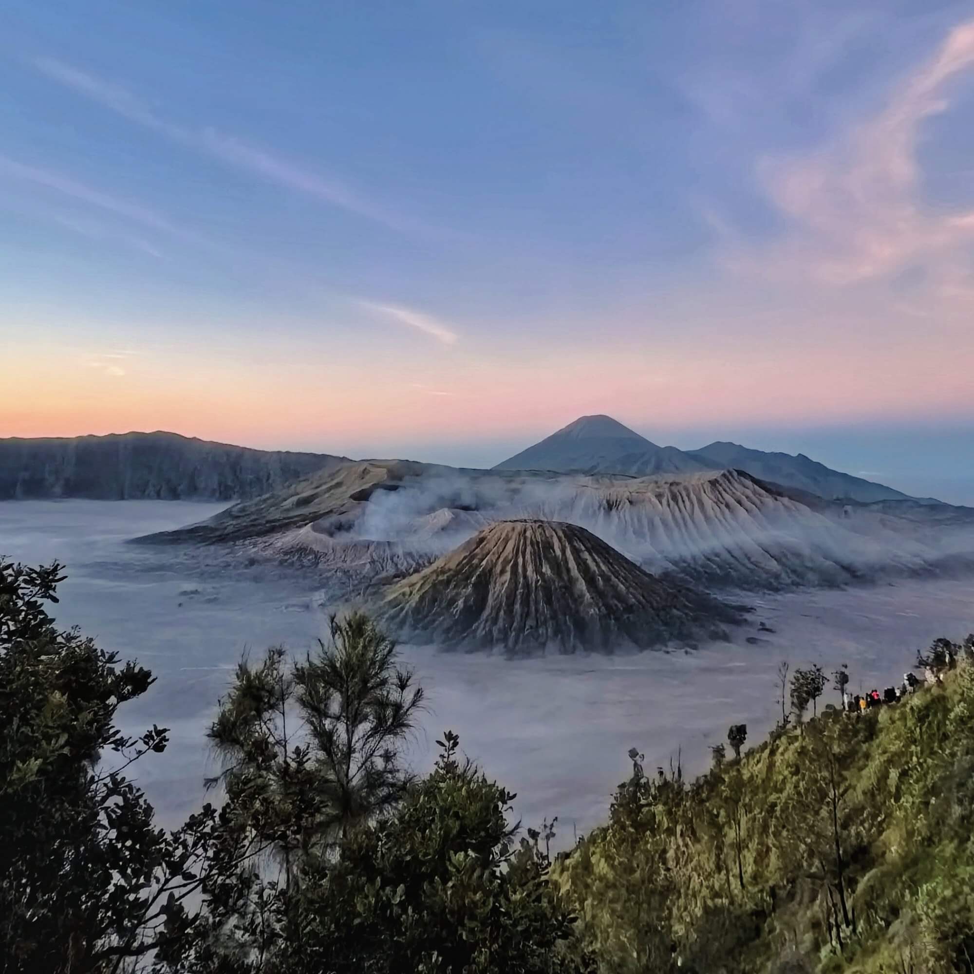 Coffee on terraced slopes in Java