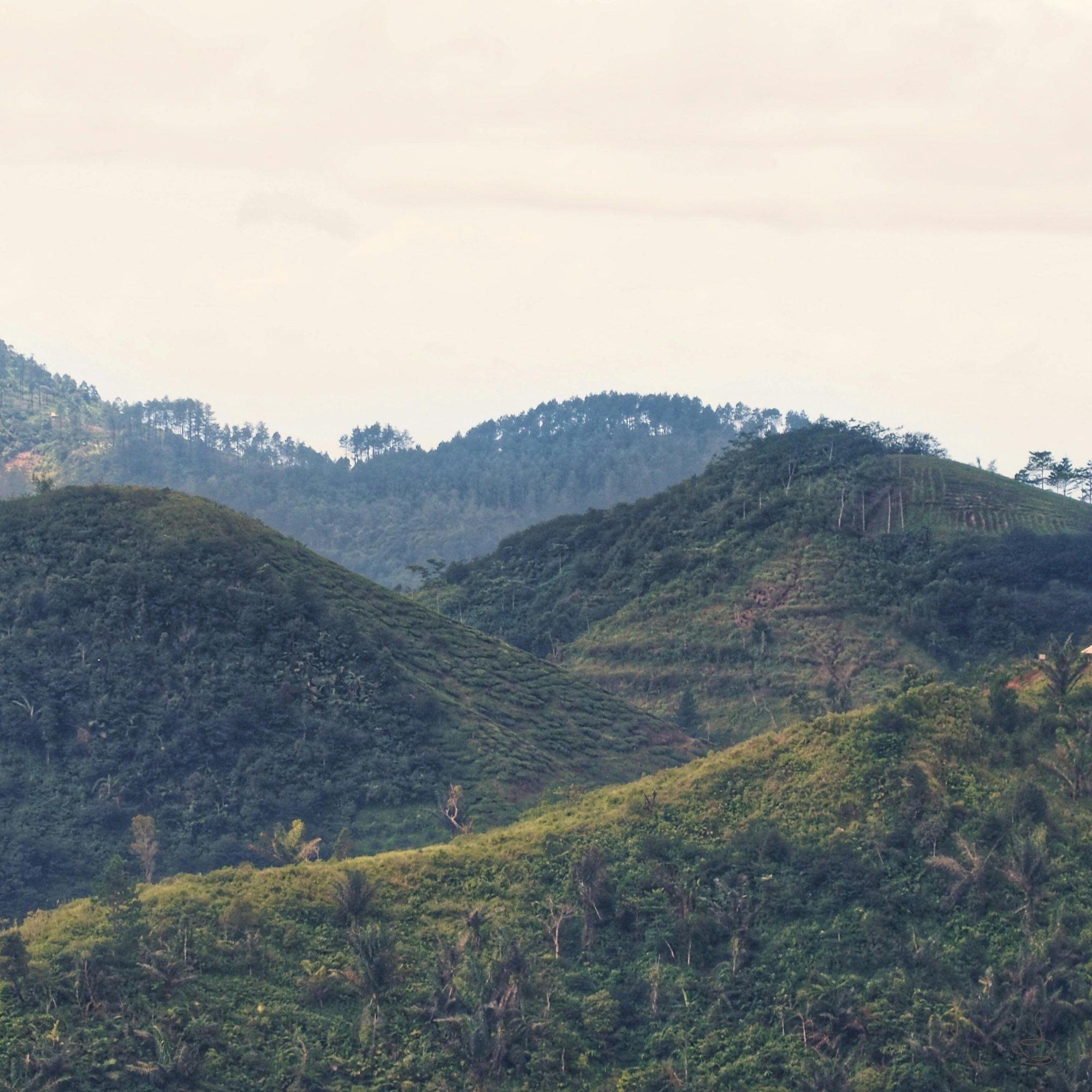 West Java smallholder cooperative with coffee trees