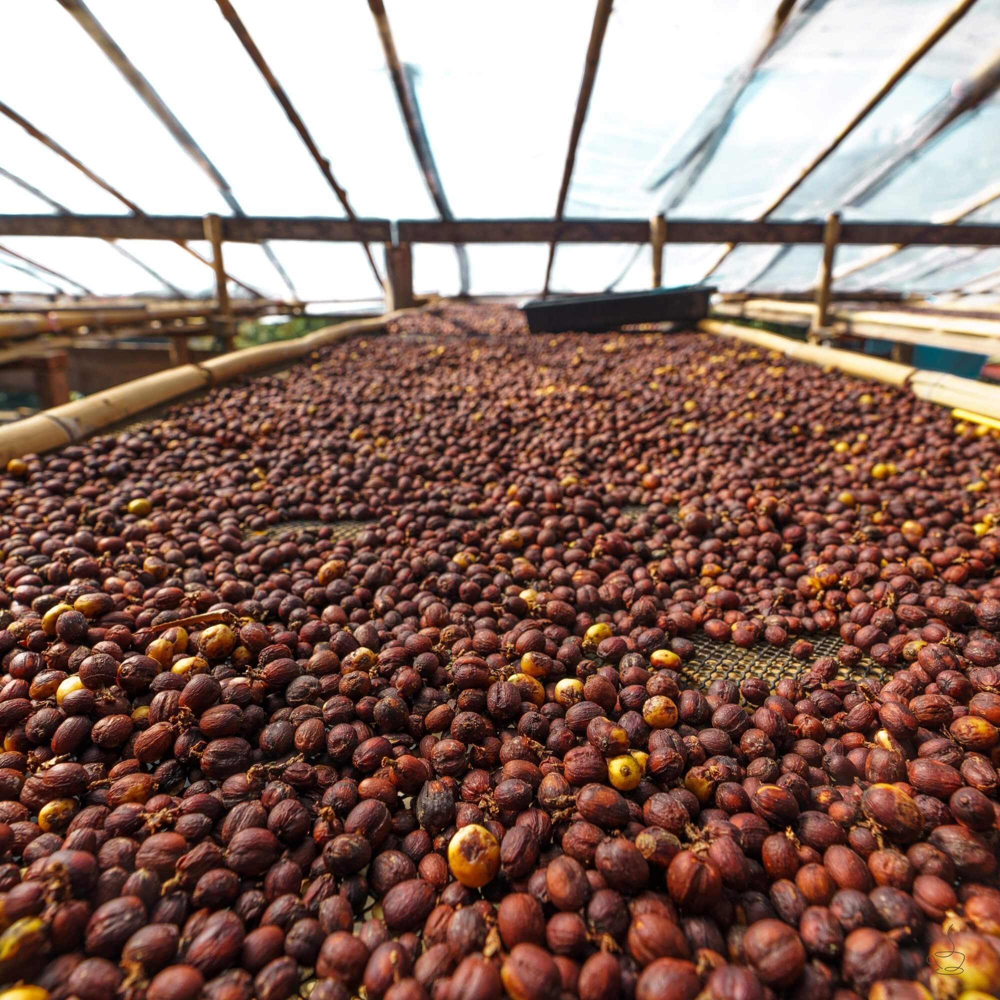 Kenya coffee washing station with channels and drying beds