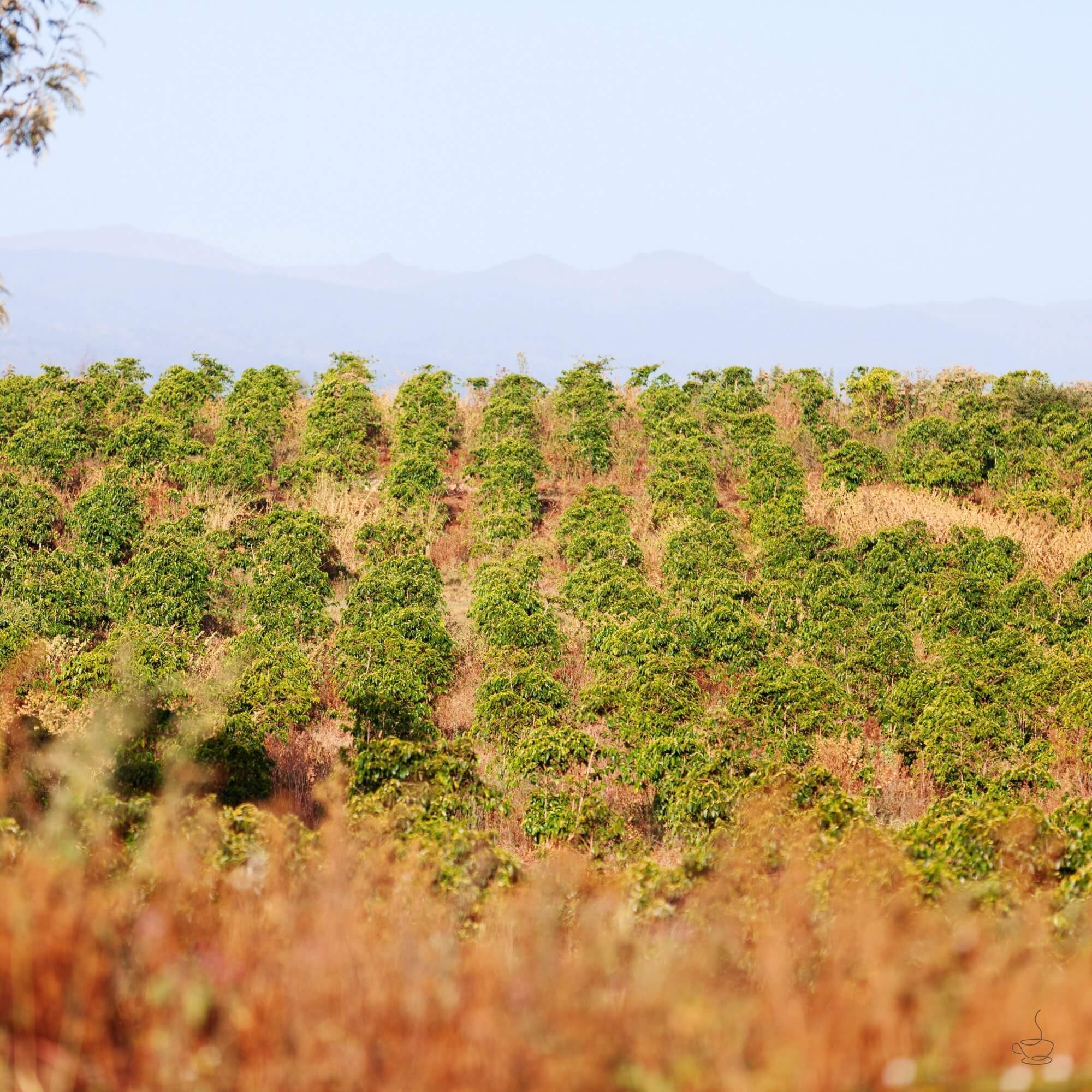 Kenya hillside coffee farms