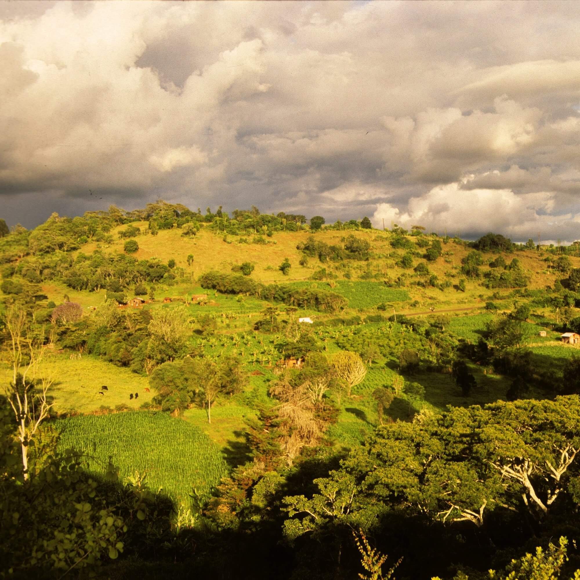 Kenya Nyeri washing station with raised beds