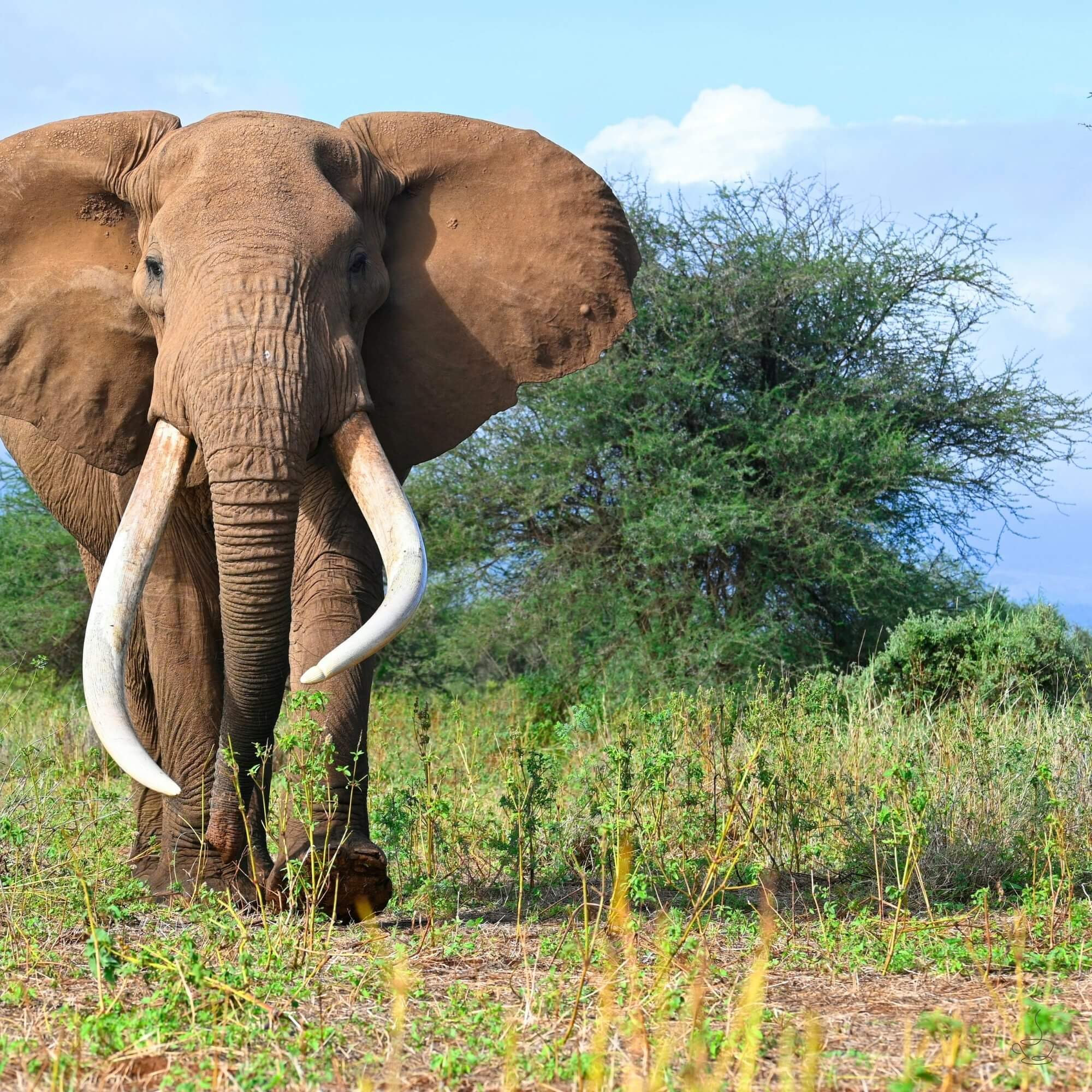 Kenyan coffee farm on volcanic slopes with view of valleys