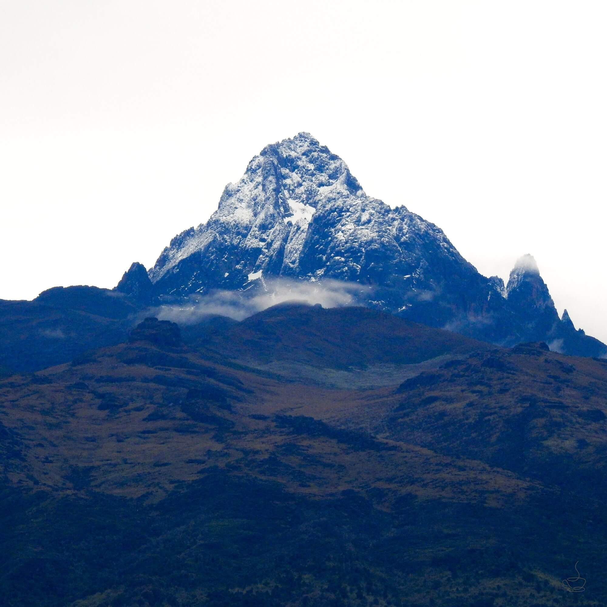 Ripe Kenyan coffee cherries being handpicked