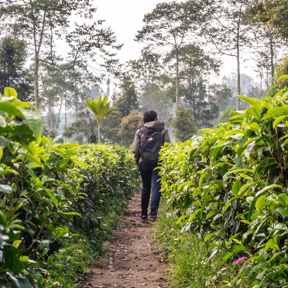 Tea plants under shade (placeholder image)