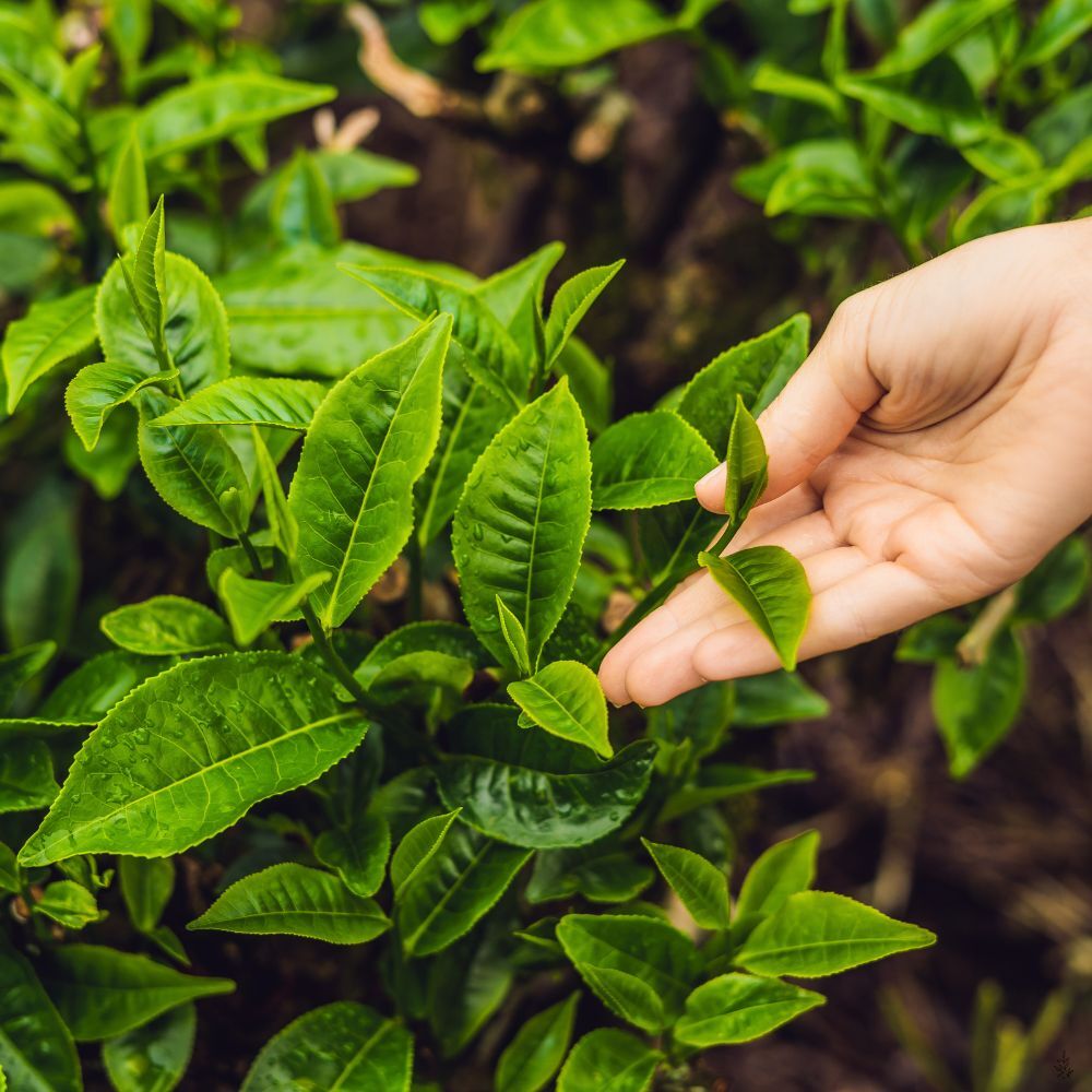 Steaming tea leaves (placeholder image)