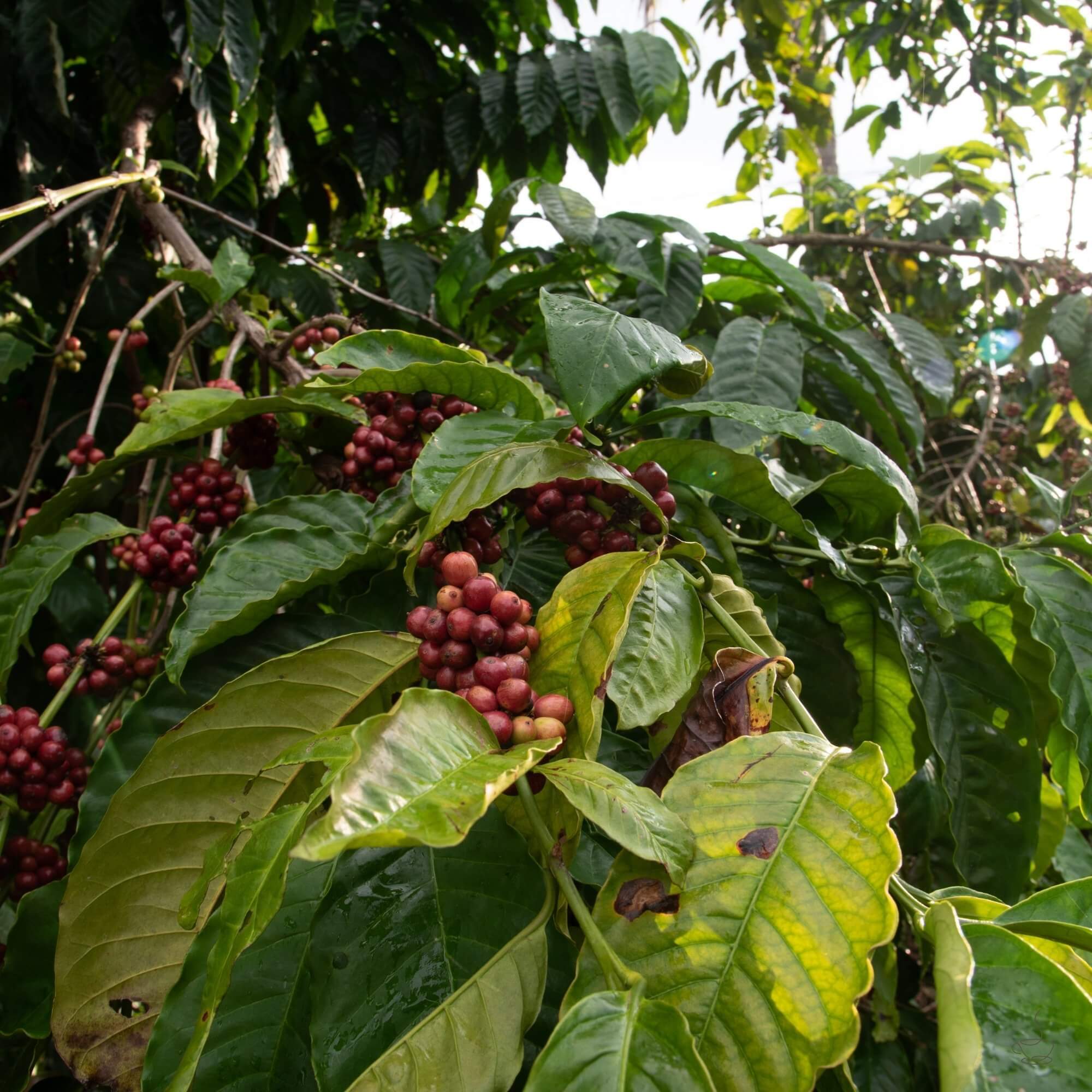 Shade-grown coffee farm in Chiapas, Mexico