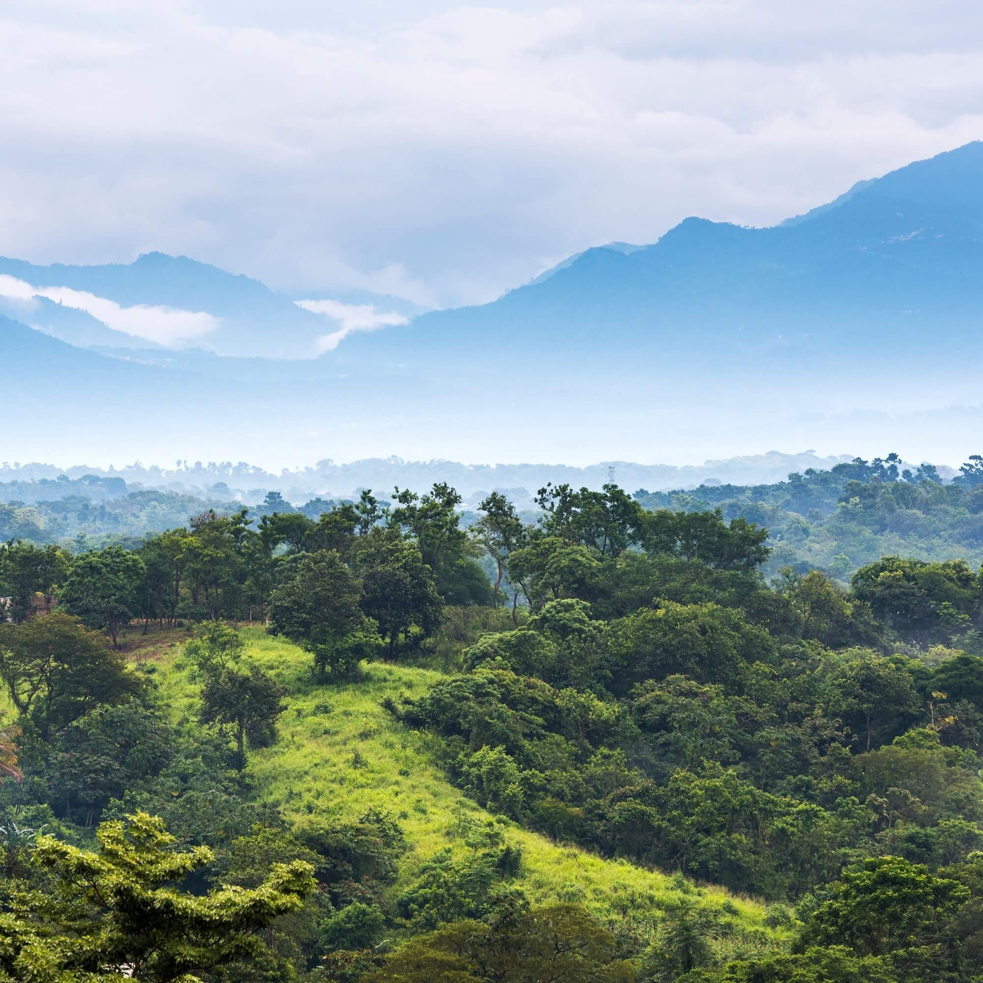 Mexican coffee farm on green hillsides in Chiapas or Oaxaca