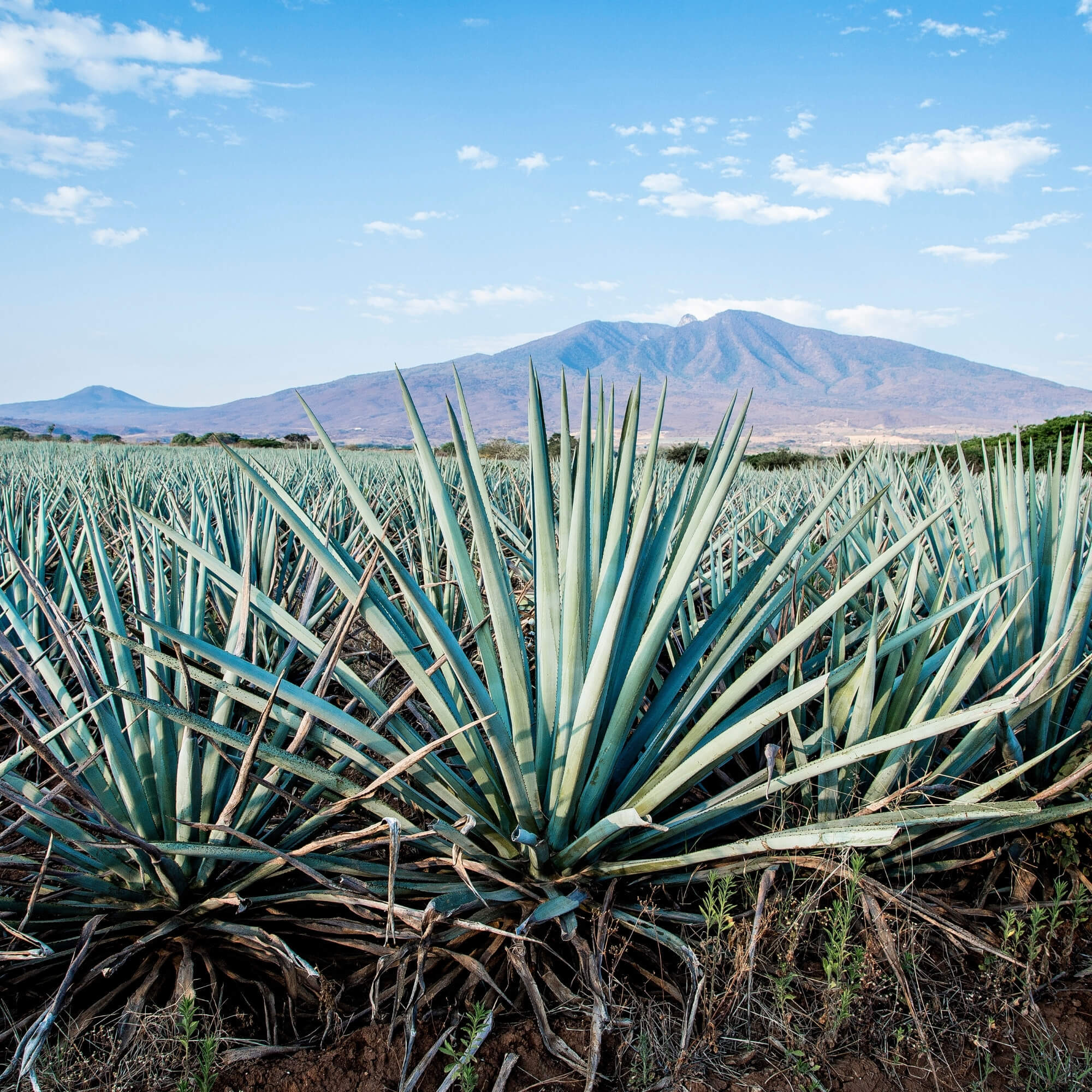 Cupping table evaluating Mexico coffees