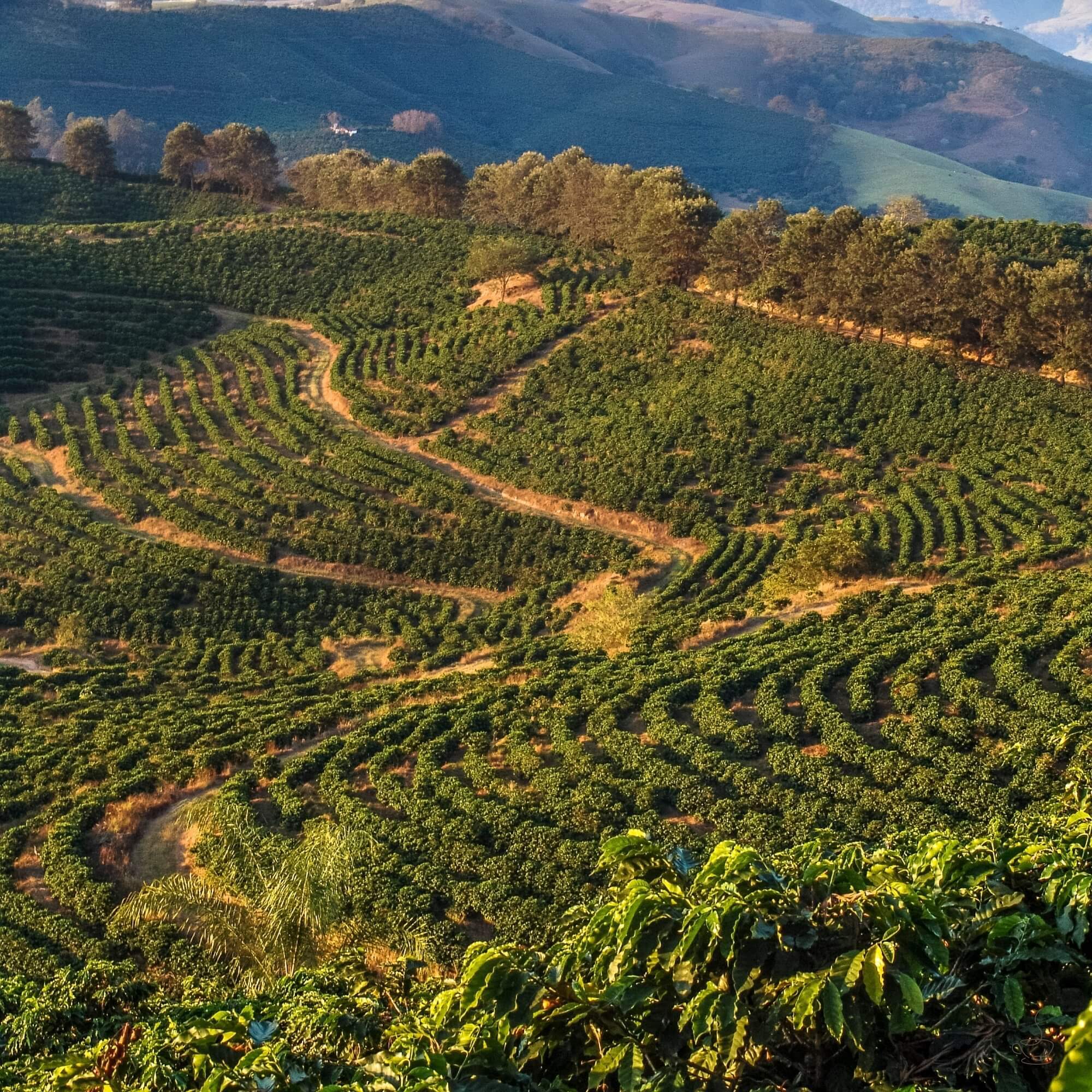 Brazil coffee landscape