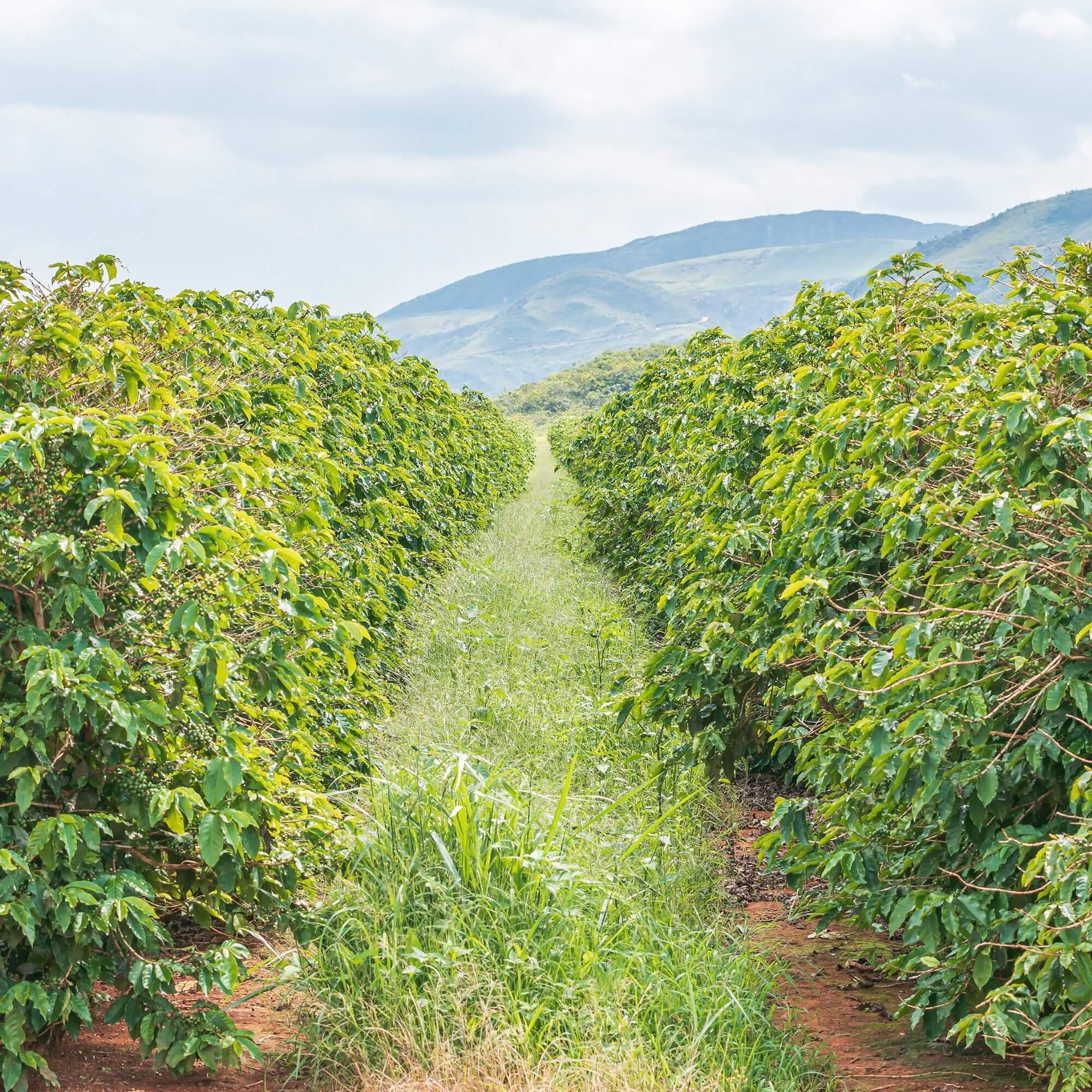 Brazilian coffee estate in Cerrado Mineiro at sunrise