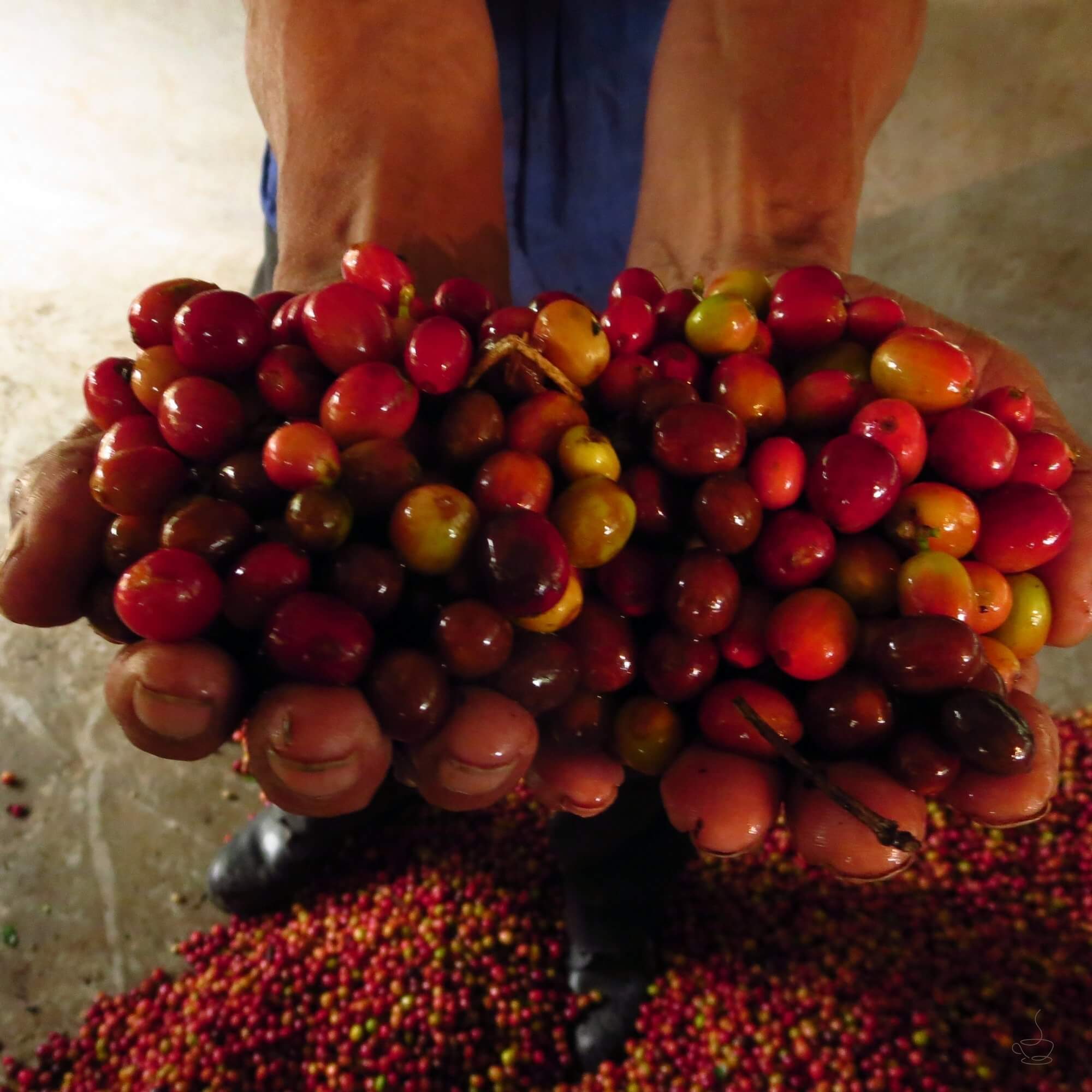 Nicaraguan coffee farm on green volcanic slopes