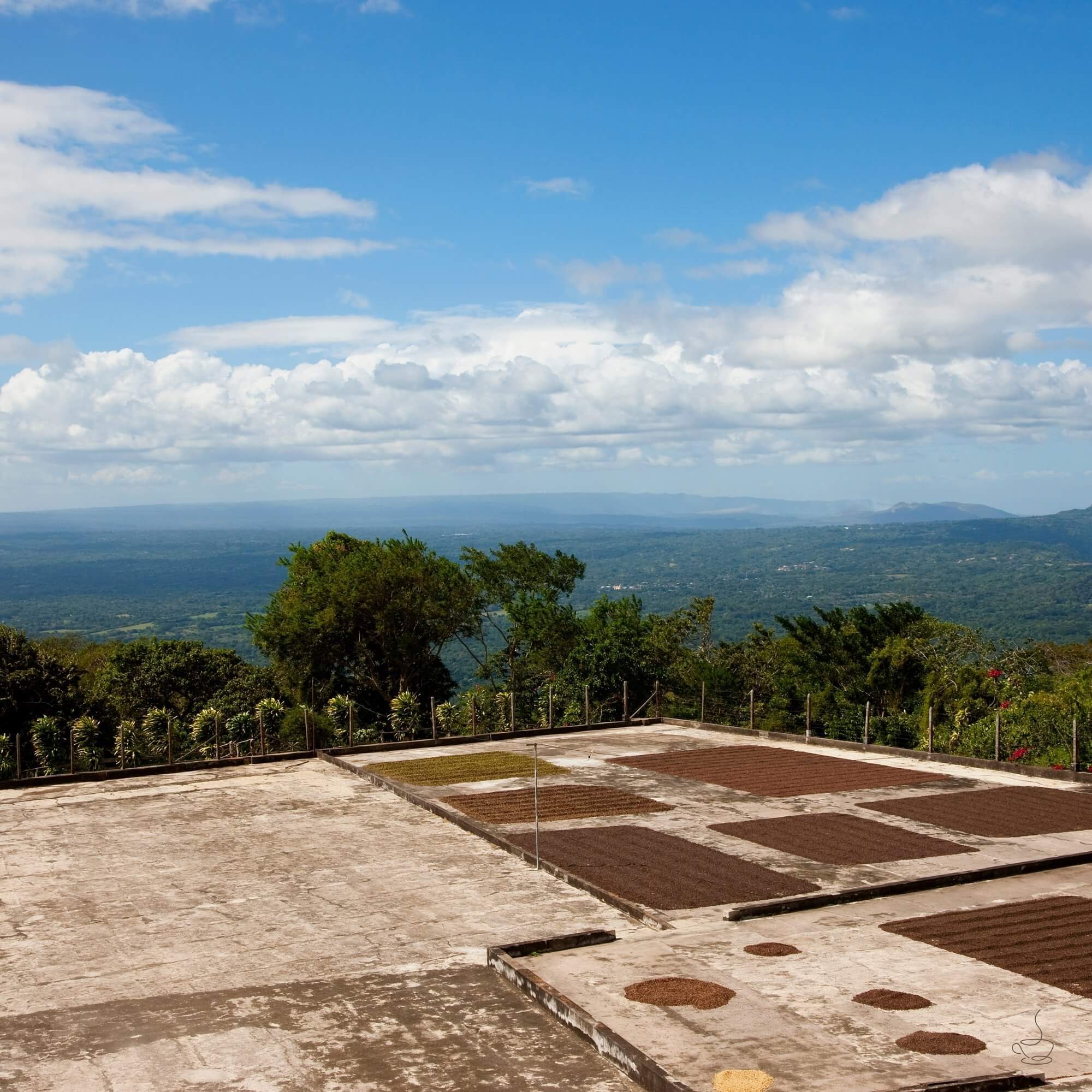 Shade-grown coffee farm in Nicaragua