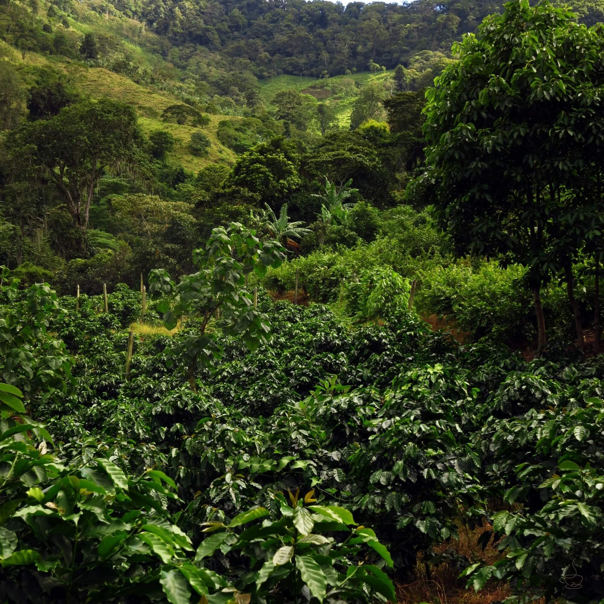 Coffee mountains and valleys in Nicaragua