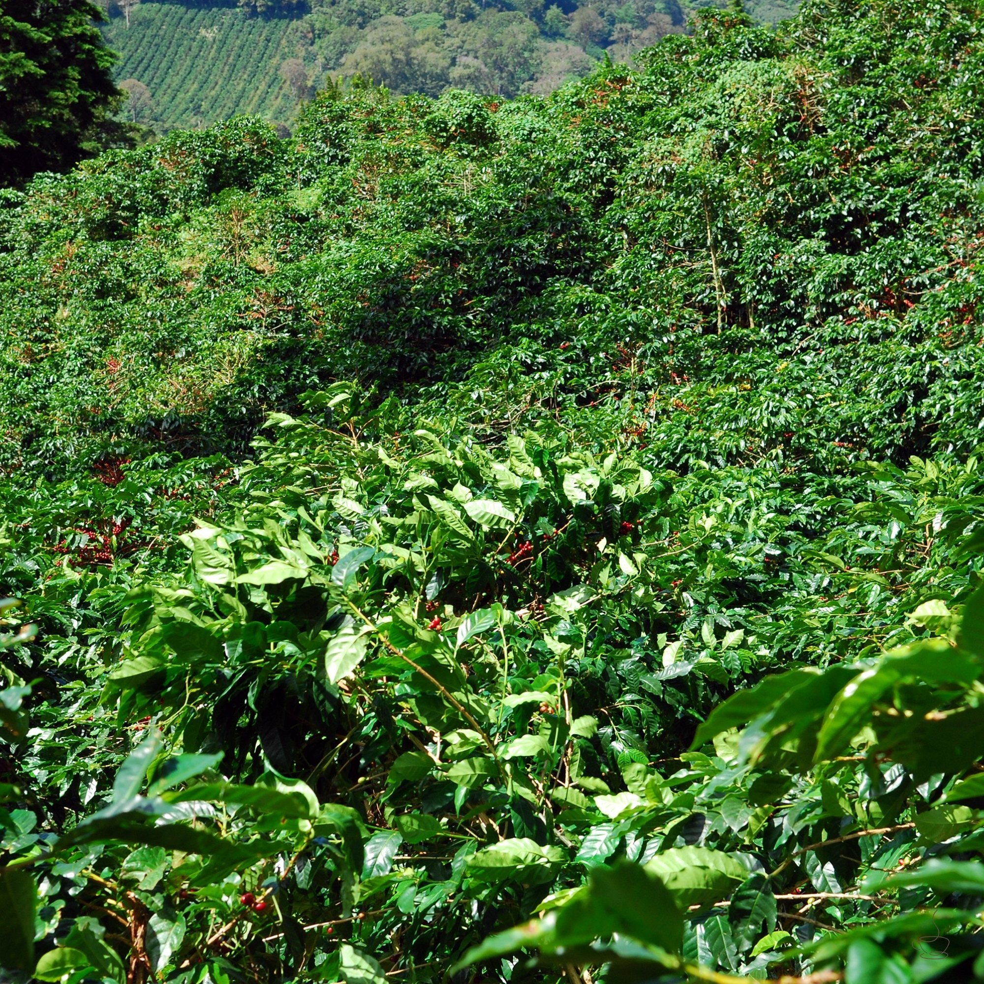 High-altitude Panama coffee farm with shade trees
