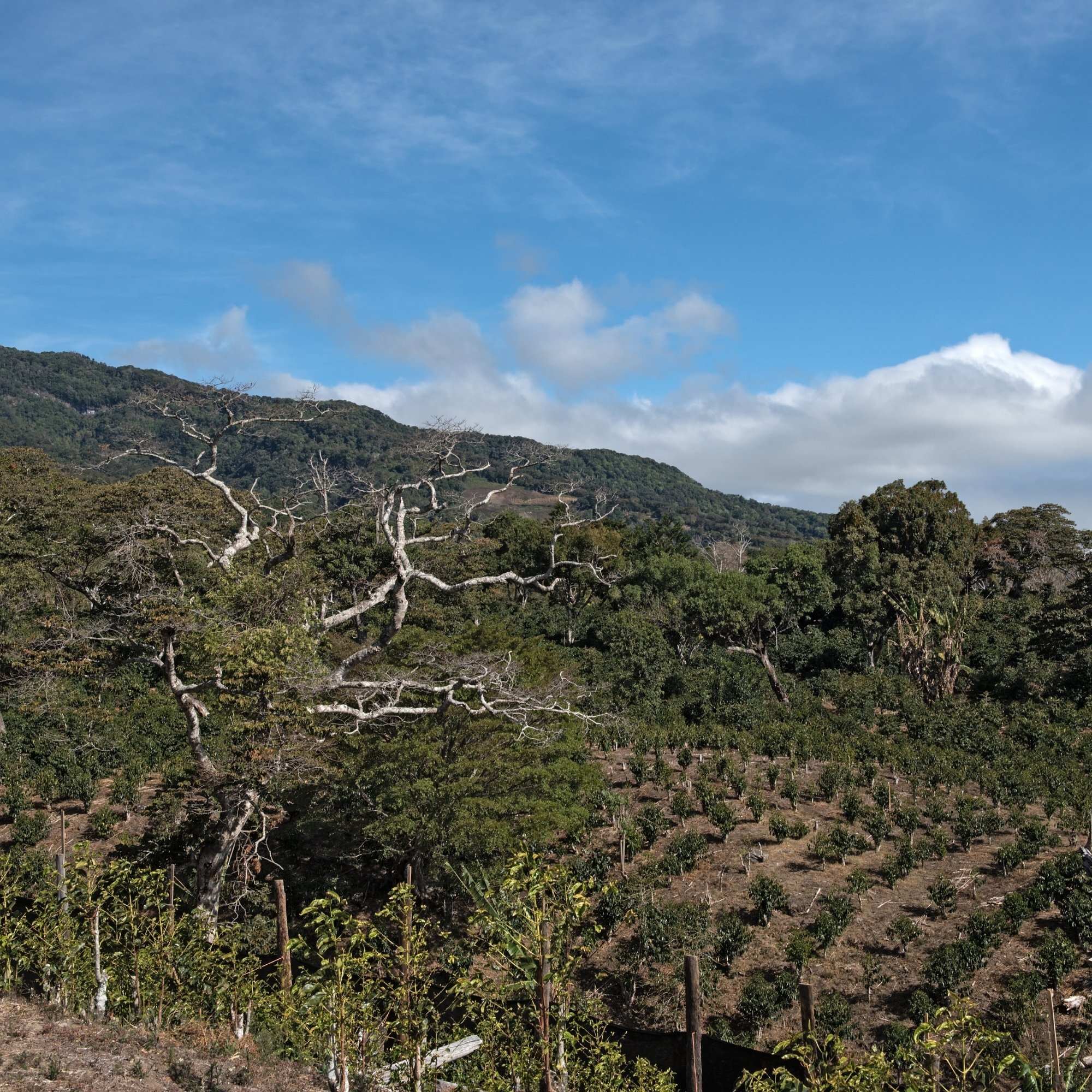 High-altitude coffee farm in Boquete, Panama