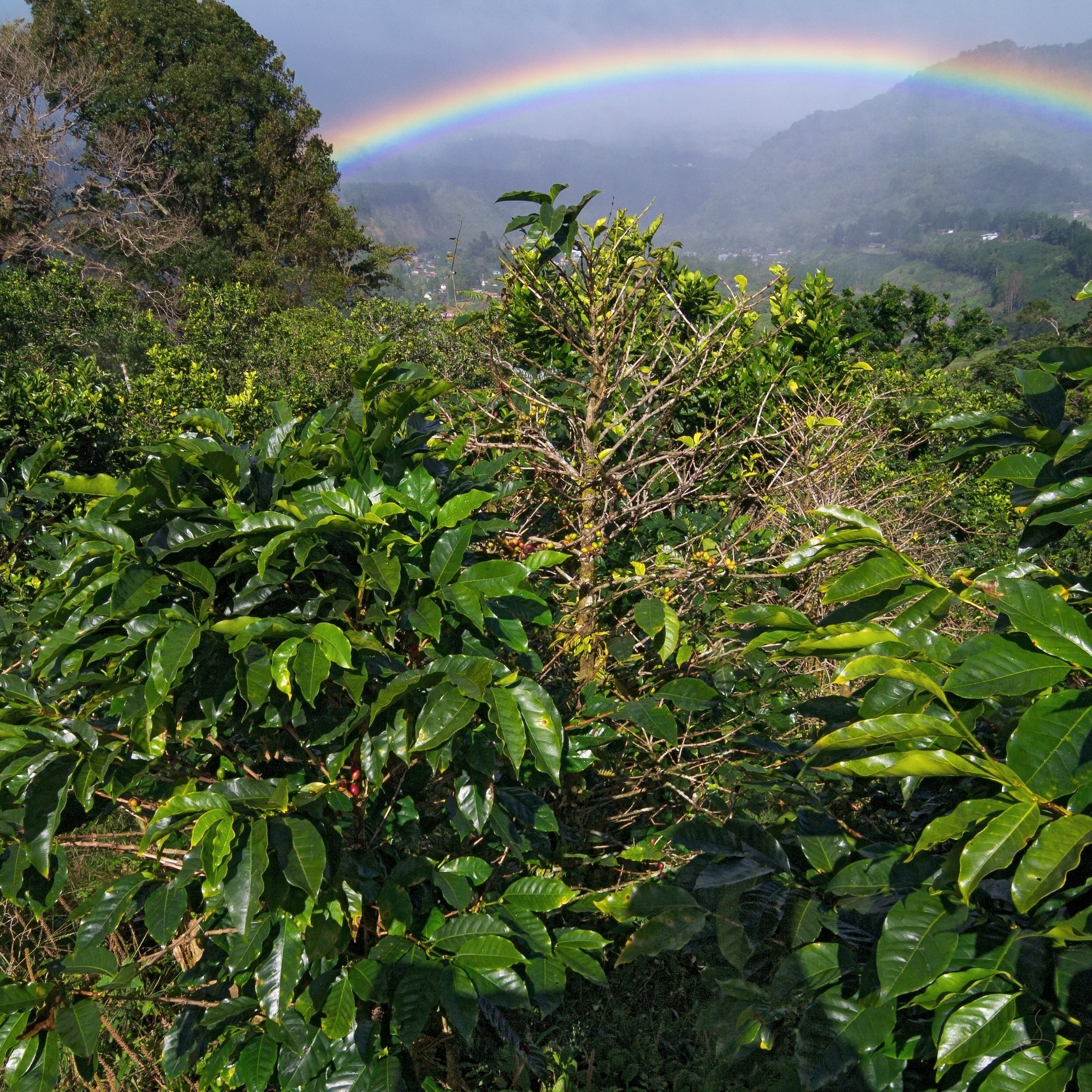 High-altitude coffee farm in Panama with misty volcanic backdrop