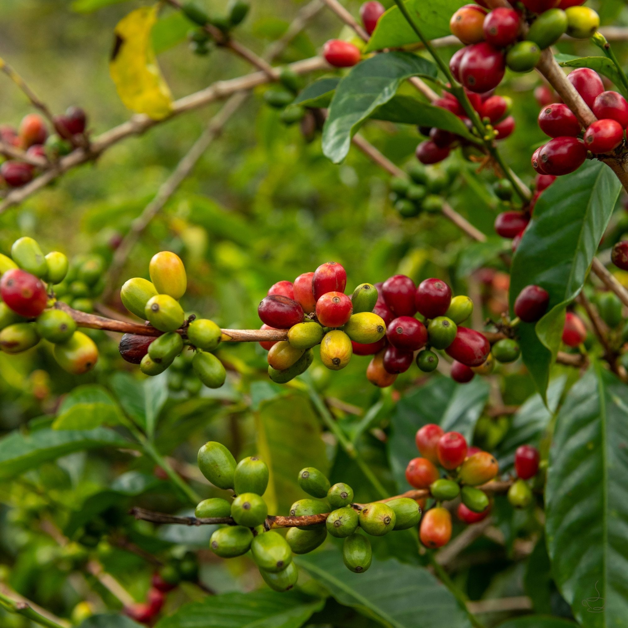 Coffee trees on the slopes in Panama