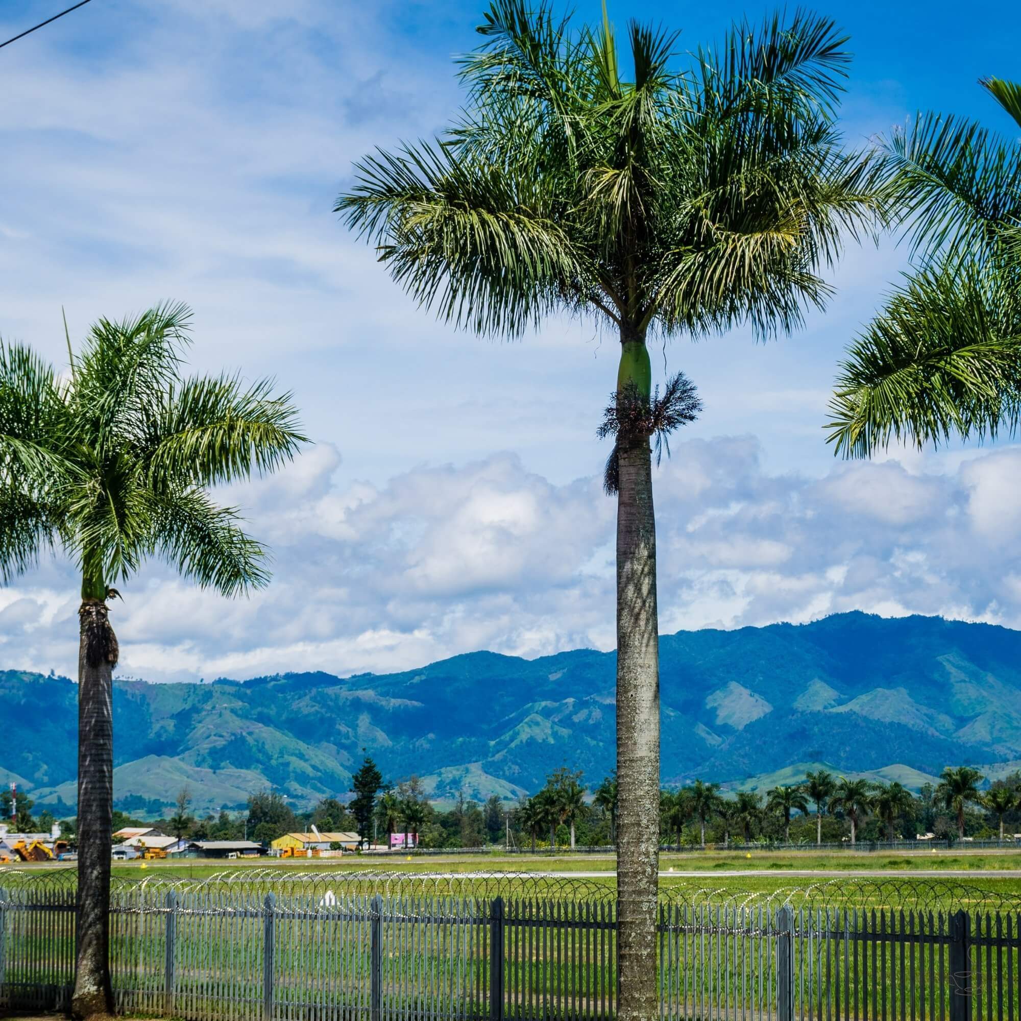 Papua New Guinea Eastern Highlands coffee landscape