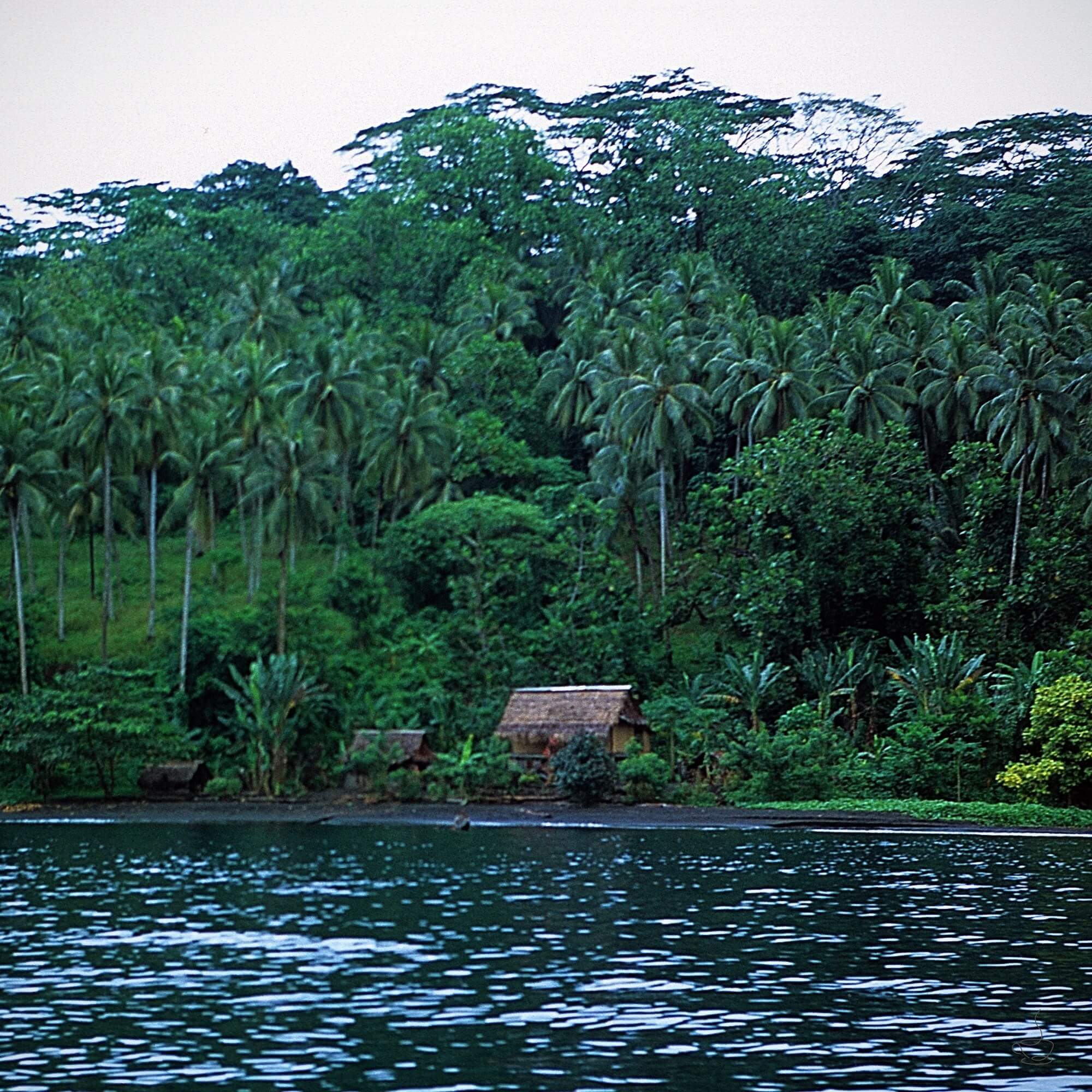 Papua New Guinea highland coffee landscape with morning mist