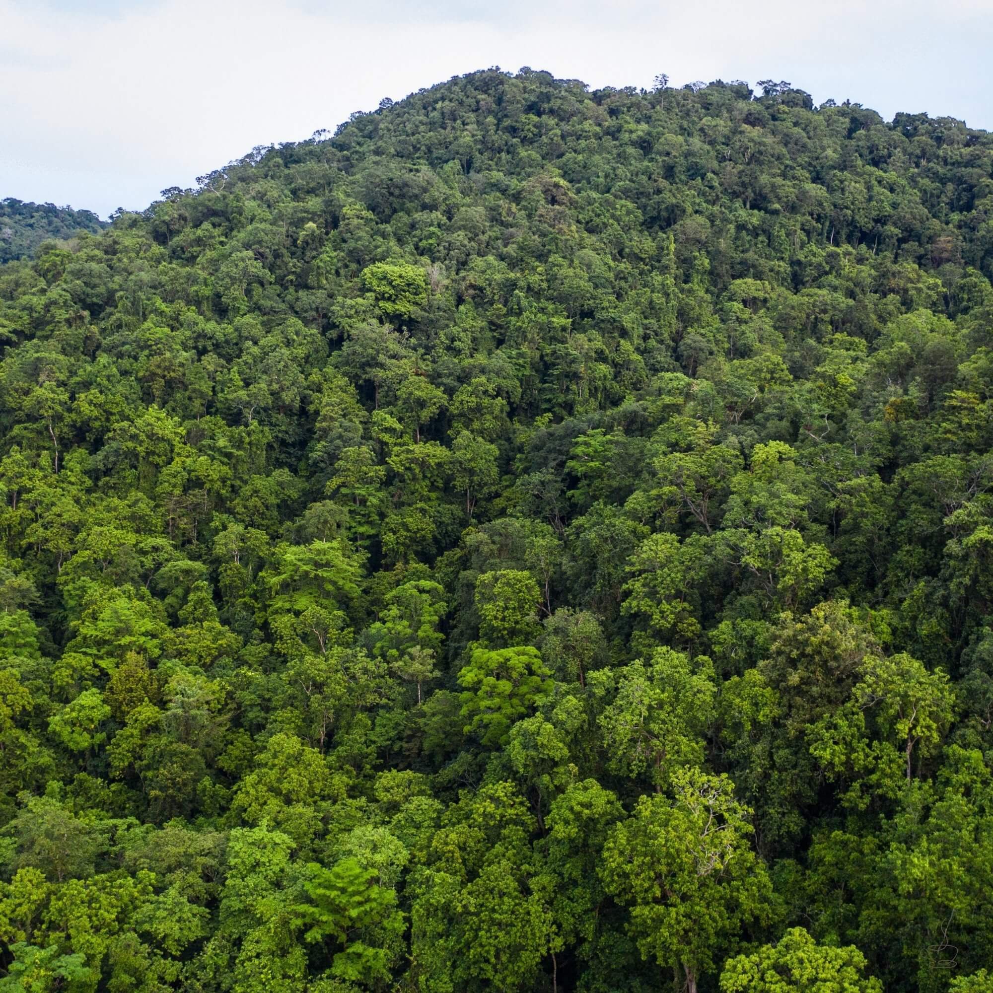 Mountainous coffee region in Papua New Guinea