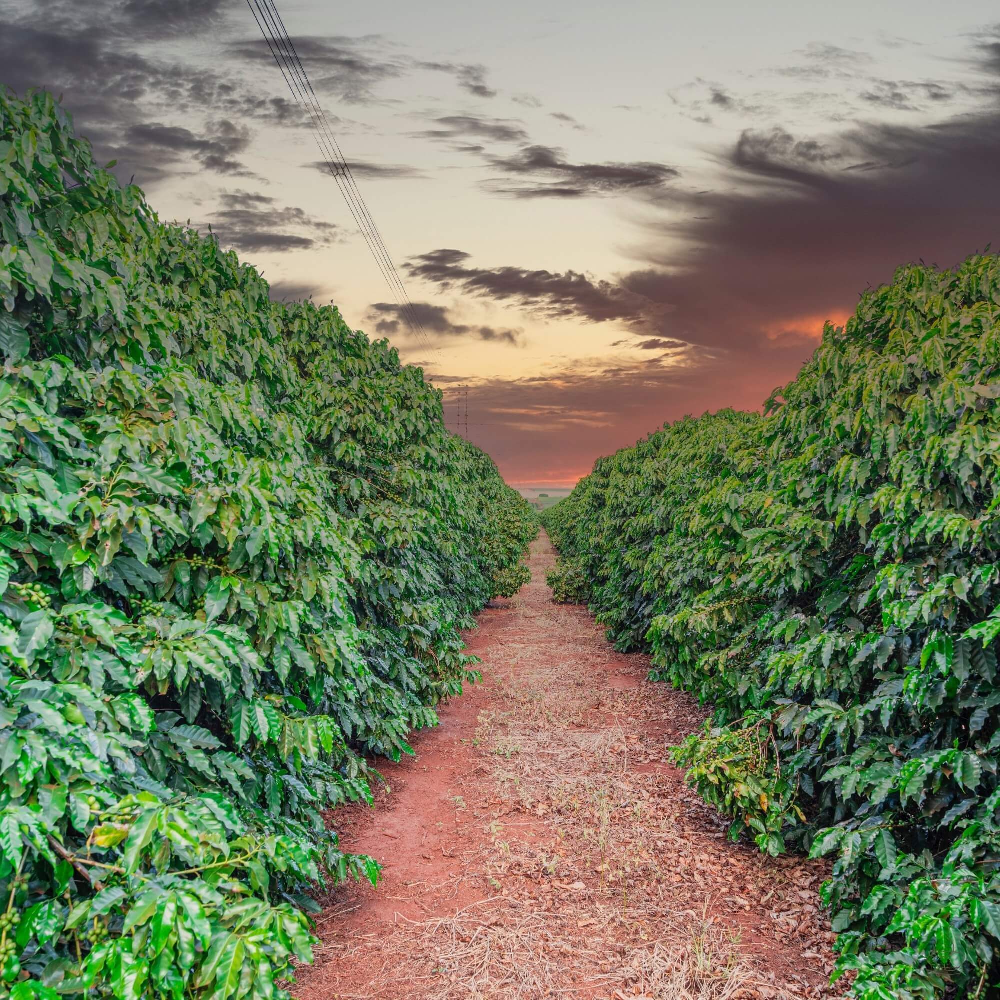 Brazilian coffee farm