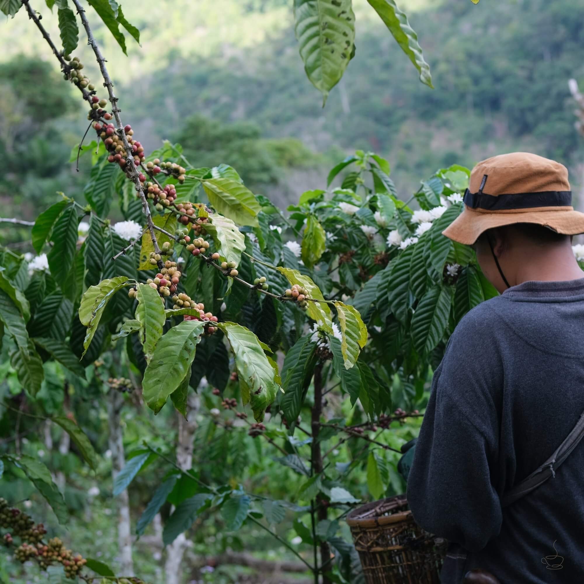 Coffee hillsides and washing station view in Rwanda