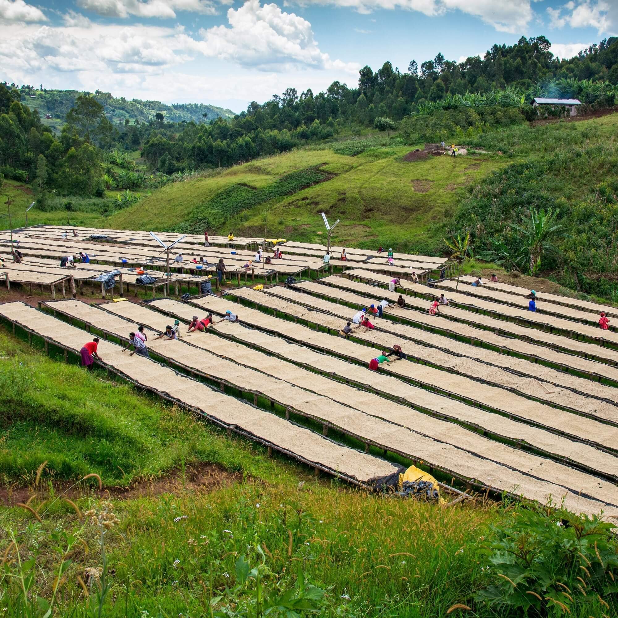 Rwanda washing station near Lake Kivu with raised drying beds