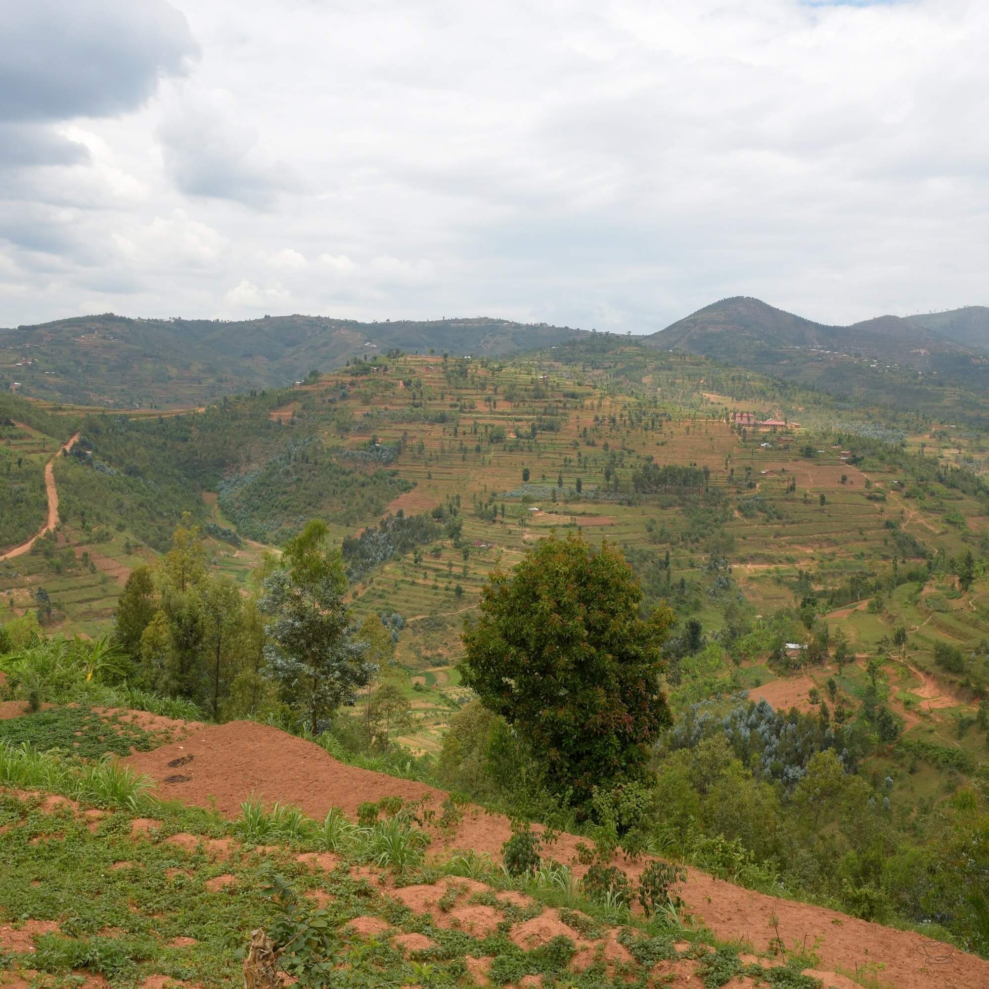 Rwandan hillside coffee farms in Huye or Nyaruguru