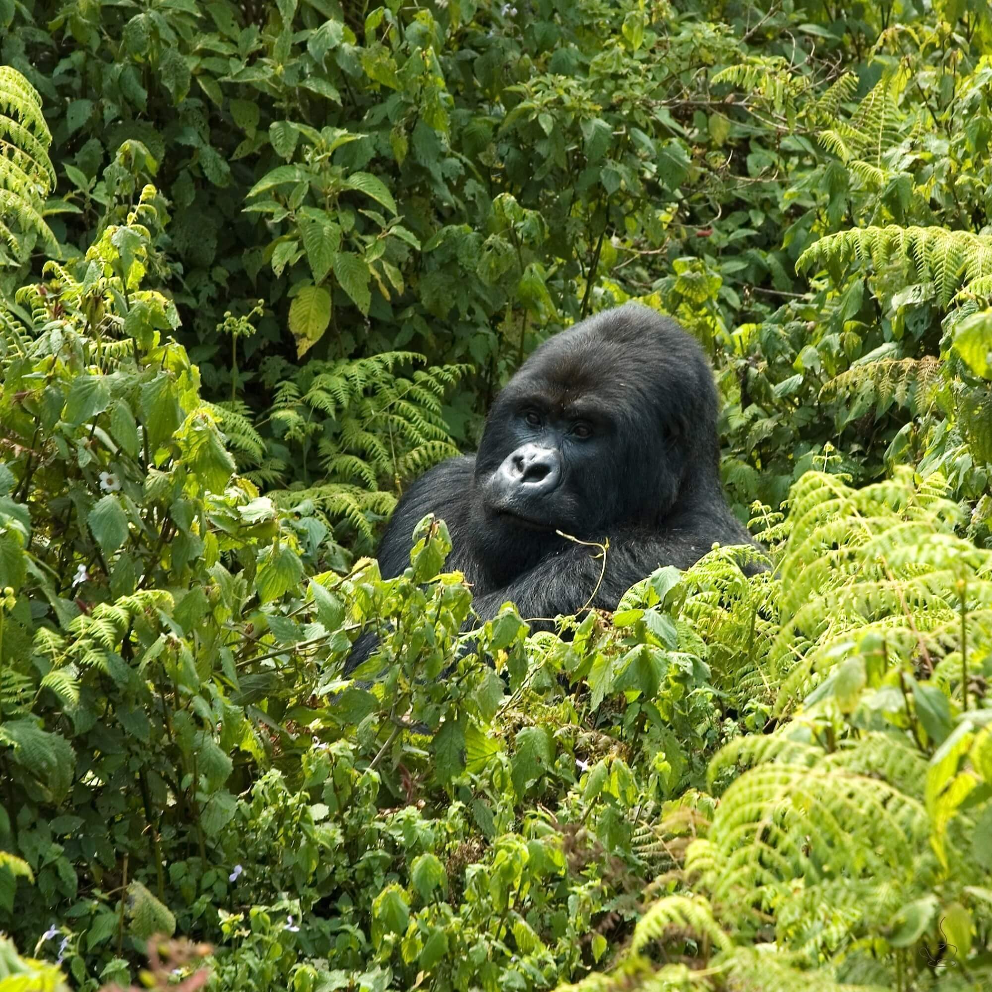 Ripe Rwandan coffee cherries in a basket