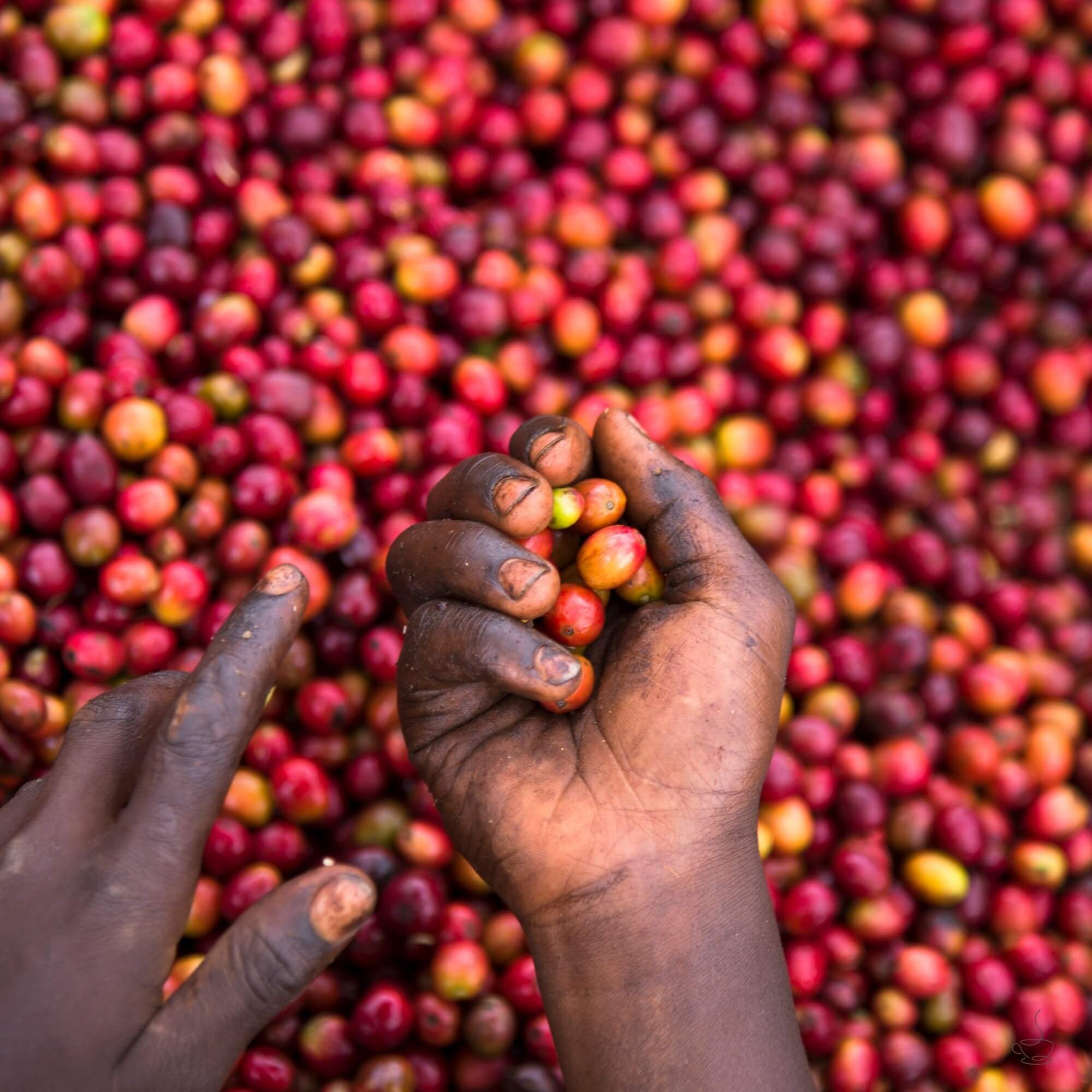 Green Rwandan hills with patchwork farms