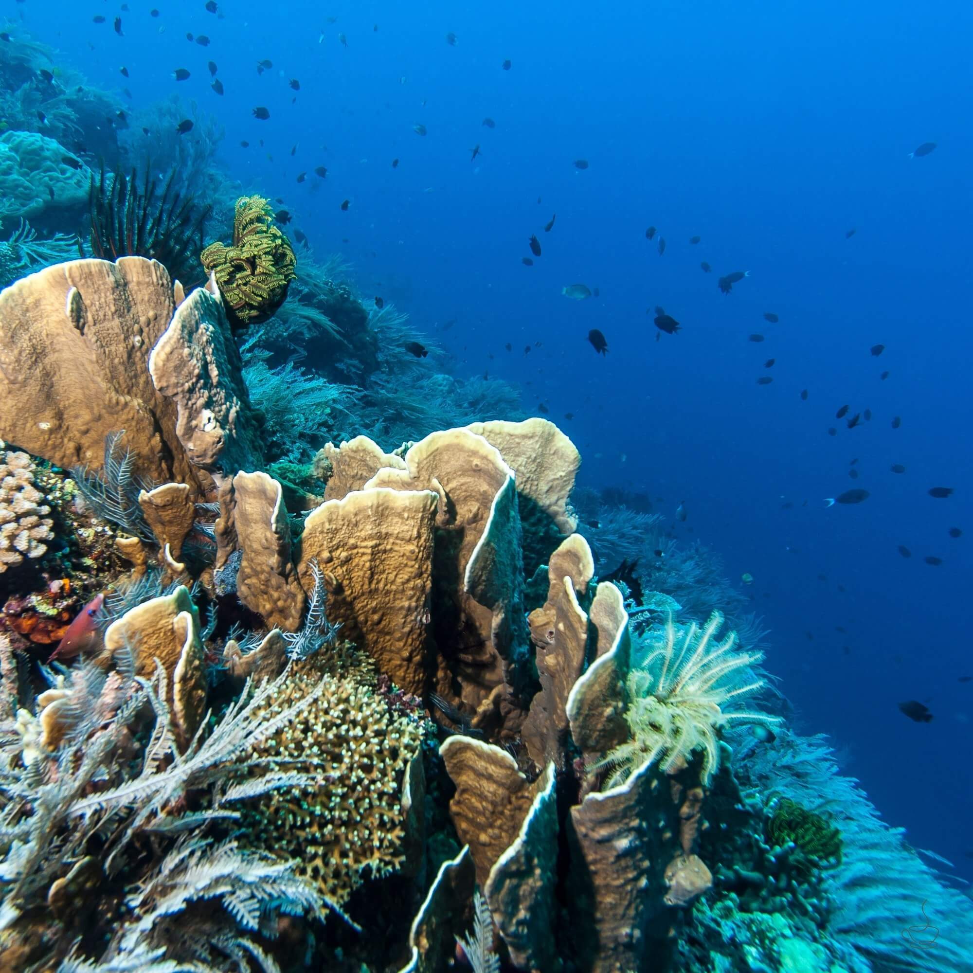 Brewed cup of Sulawesi coffee