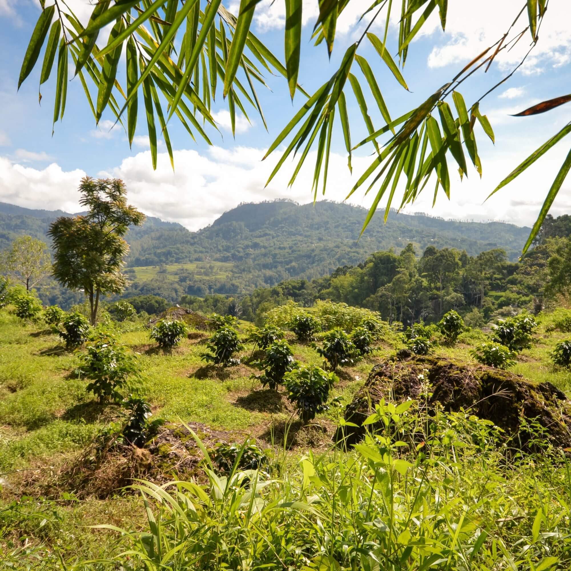 Sulawesi Toraja highlands with coffee trees and traditional houses